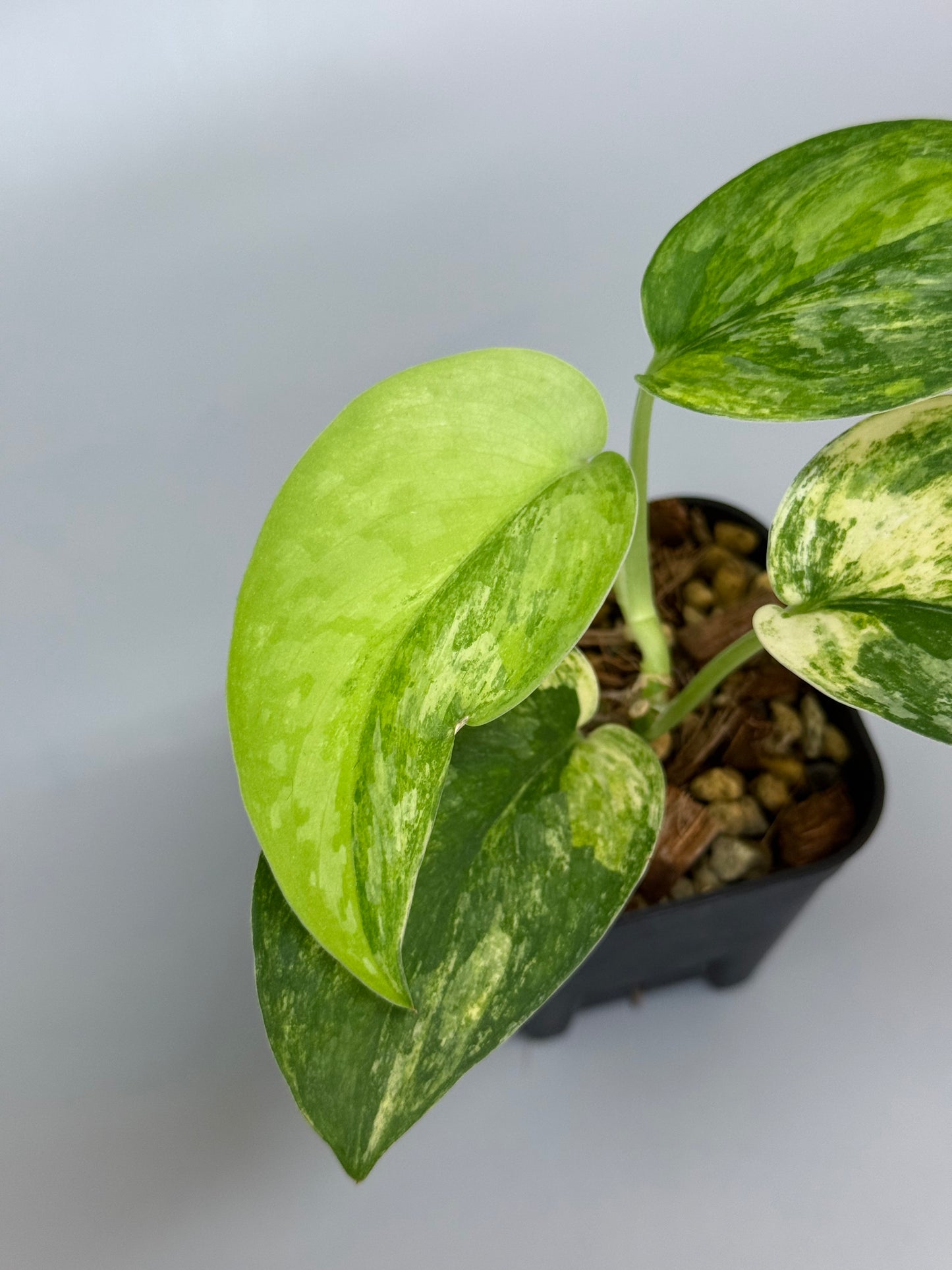 スキンダプサス エキゾチカ トリカラー / Scindapsus exotica tricolor (1)