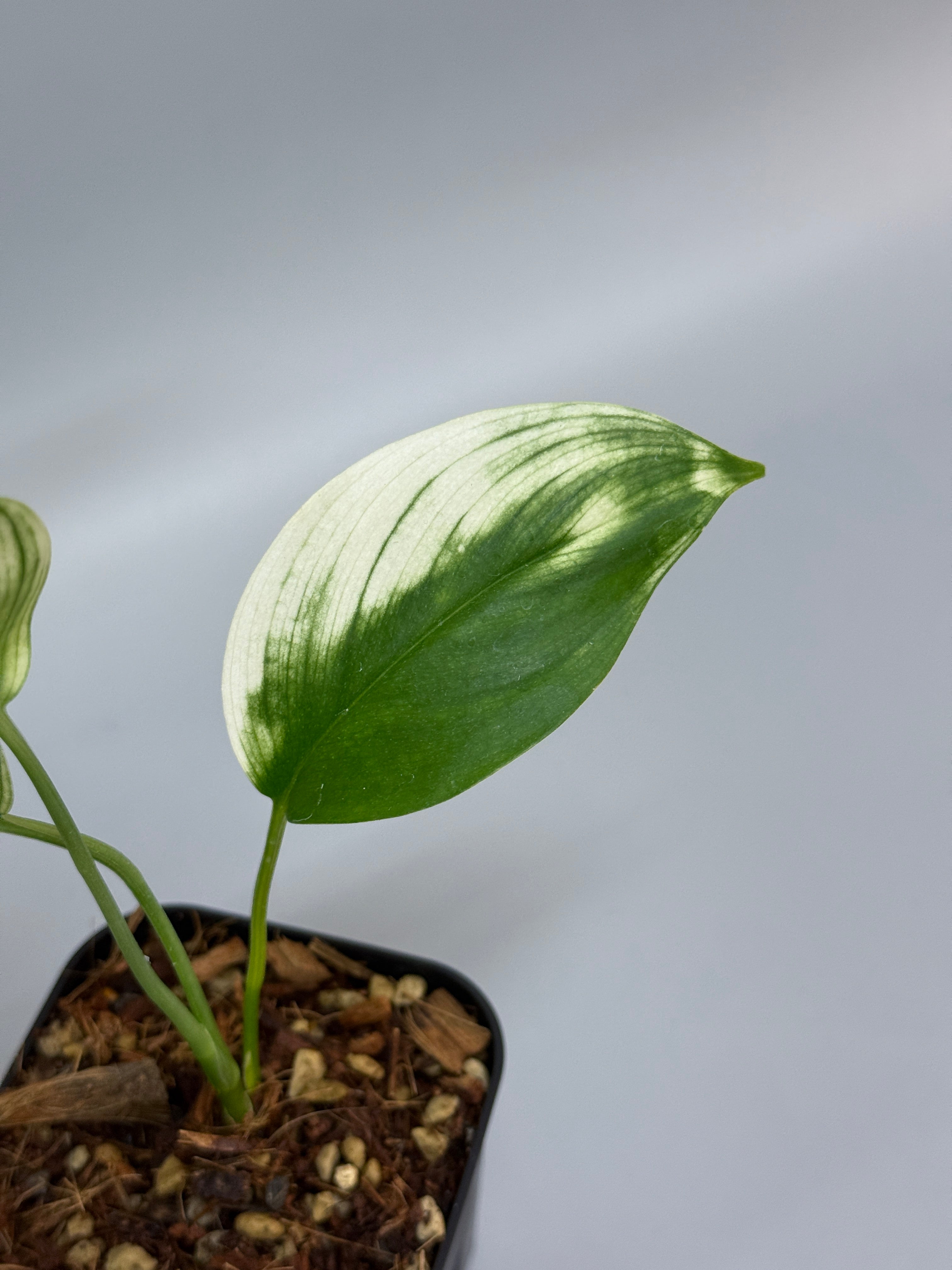 スキンダプサス ホワイトモンスター / Scindapsus whitemonster スキンダプサス ホワイトモンスター / Scindapsus whitemonster