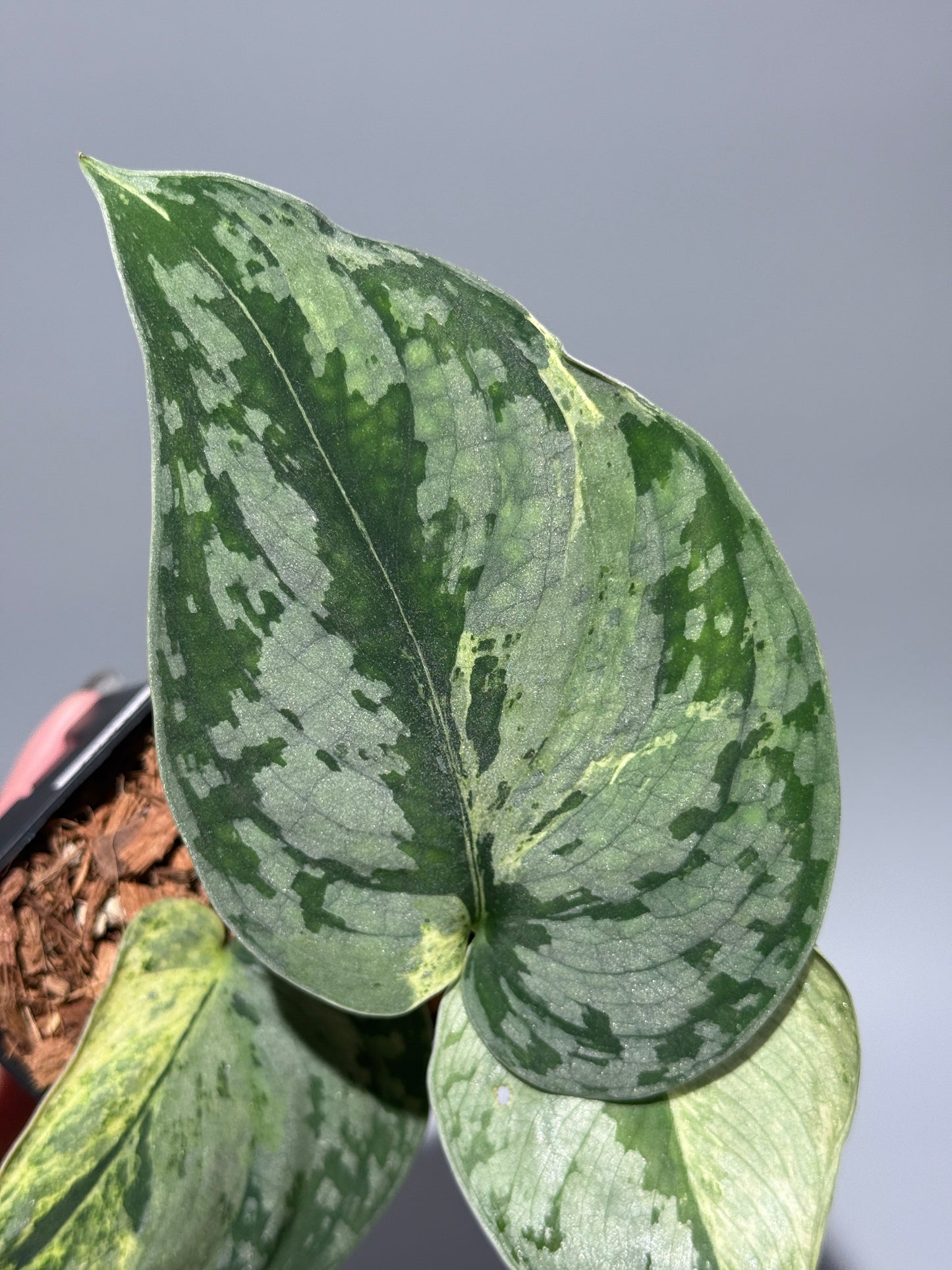 スキンダプサス スーパームーン チリン / Scindapsus Supermoon tilung (1)