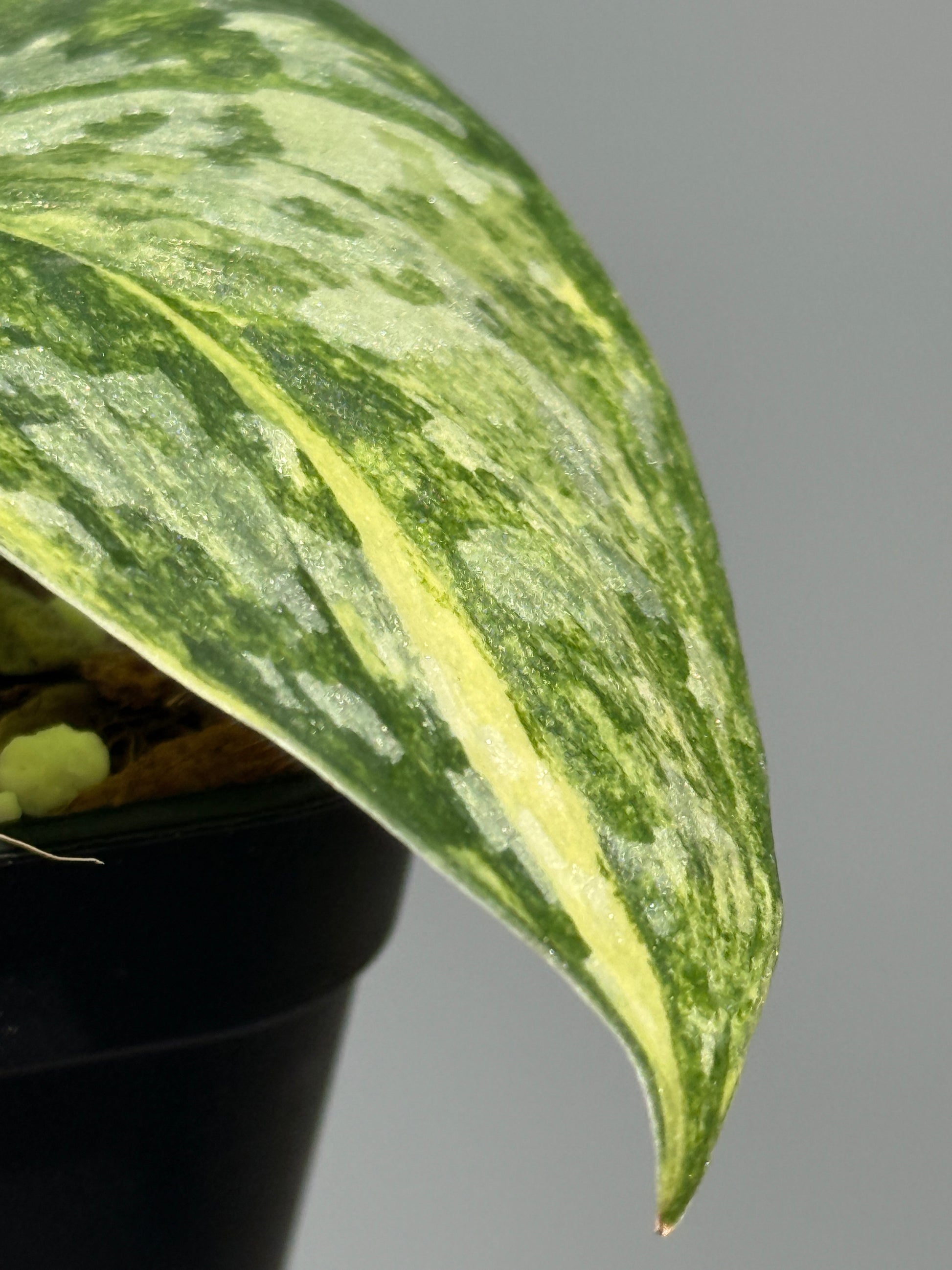 スキンダプサス ラジャタプラ  / Scindapsus Rajatapura (2)