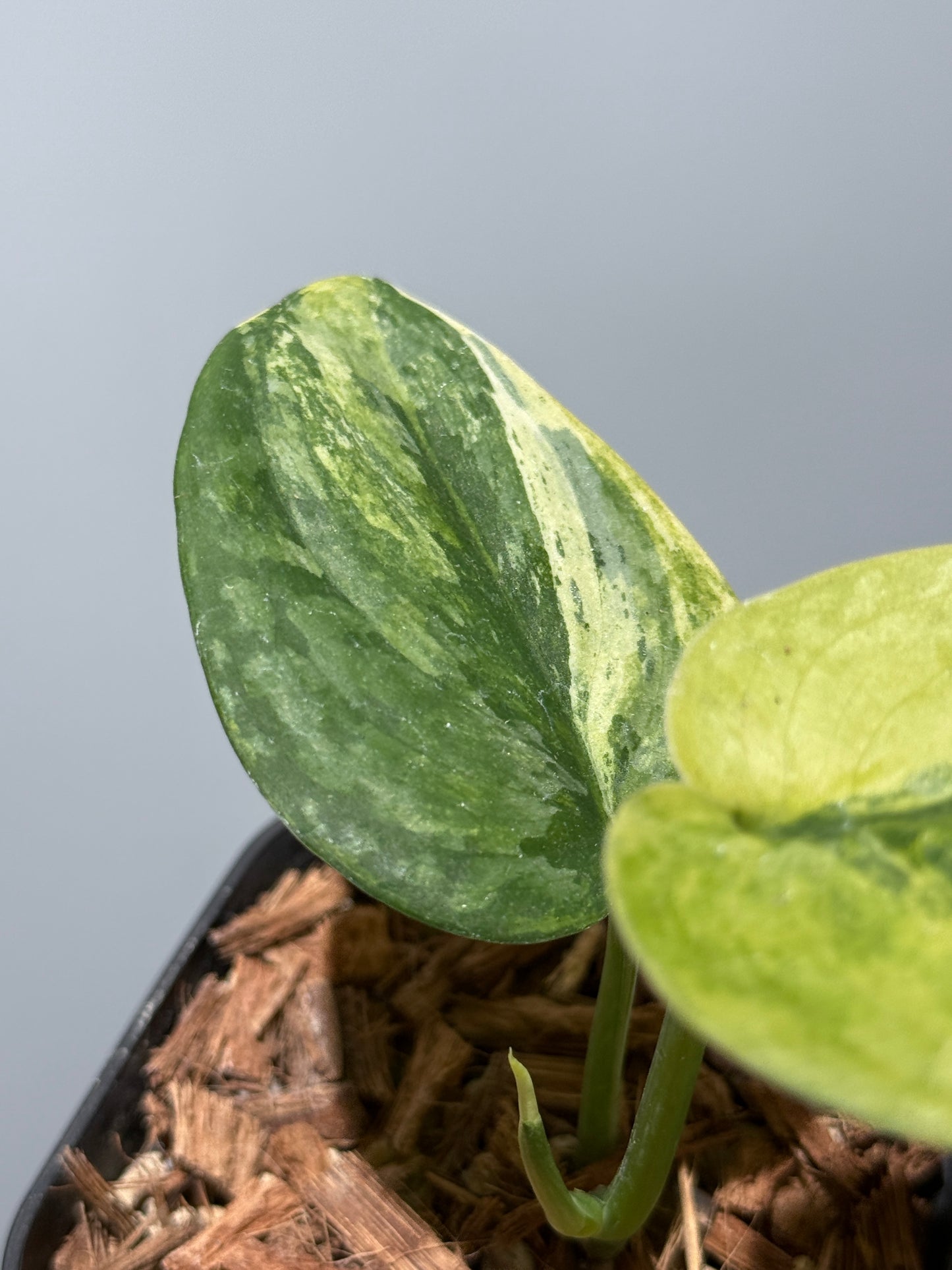 スキンダプサス プサカ / Scindapsus pusaka  (2)