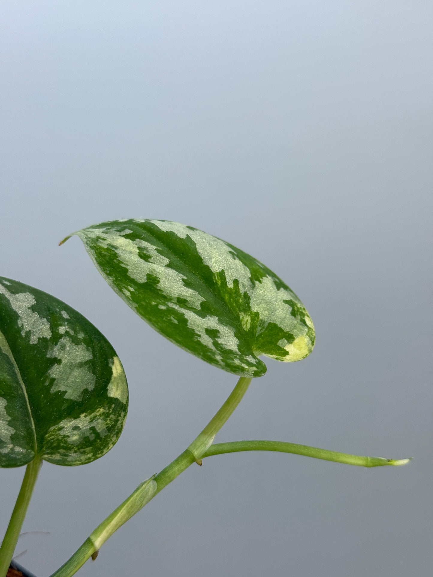 スキンダプサス バクダパティ / Scindapsus bakudapati (4)