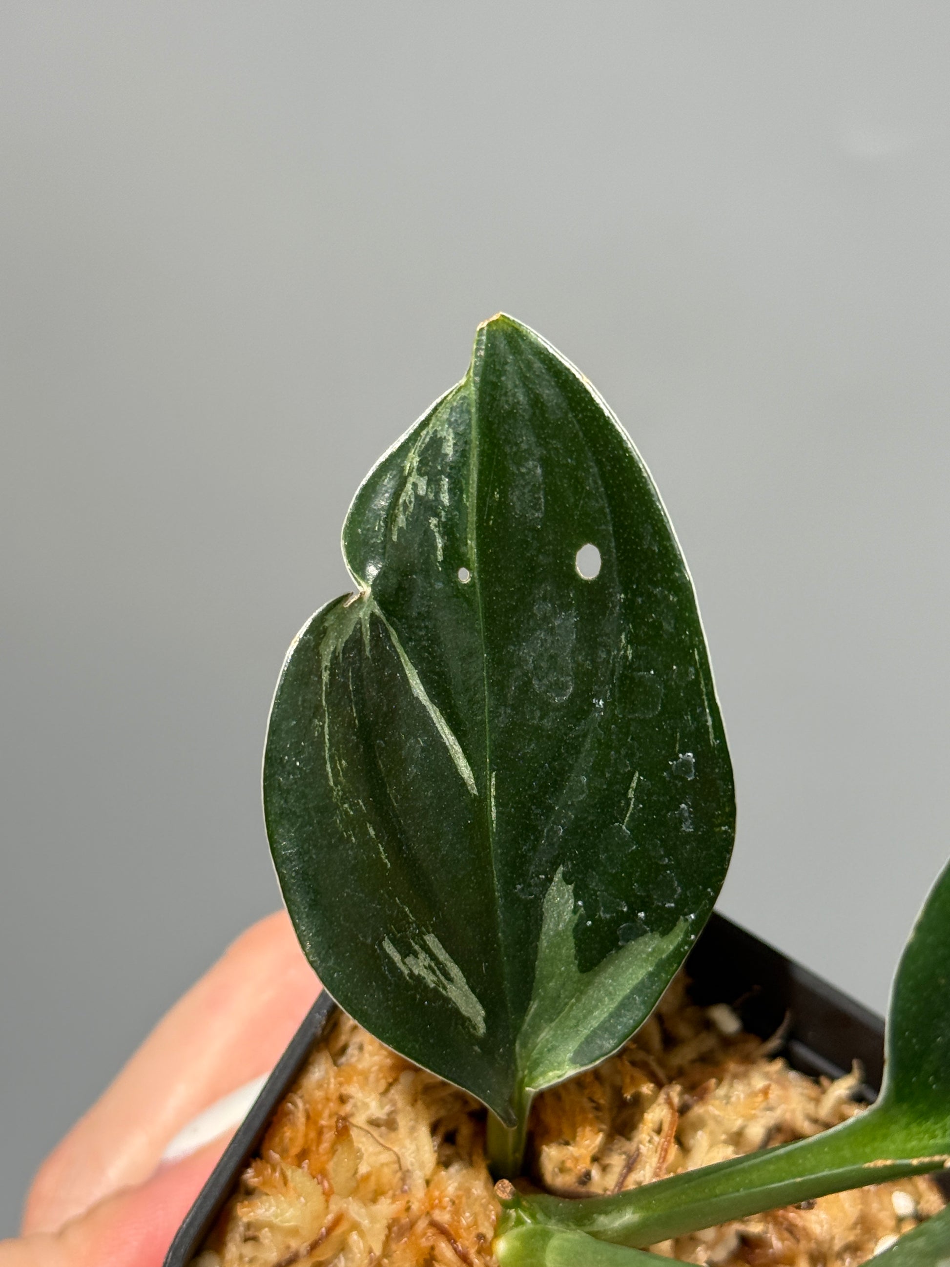スキンダプサス トレビー ダークフォーム ミューテーション/Scindapsus Treubii darkform mutation (1)