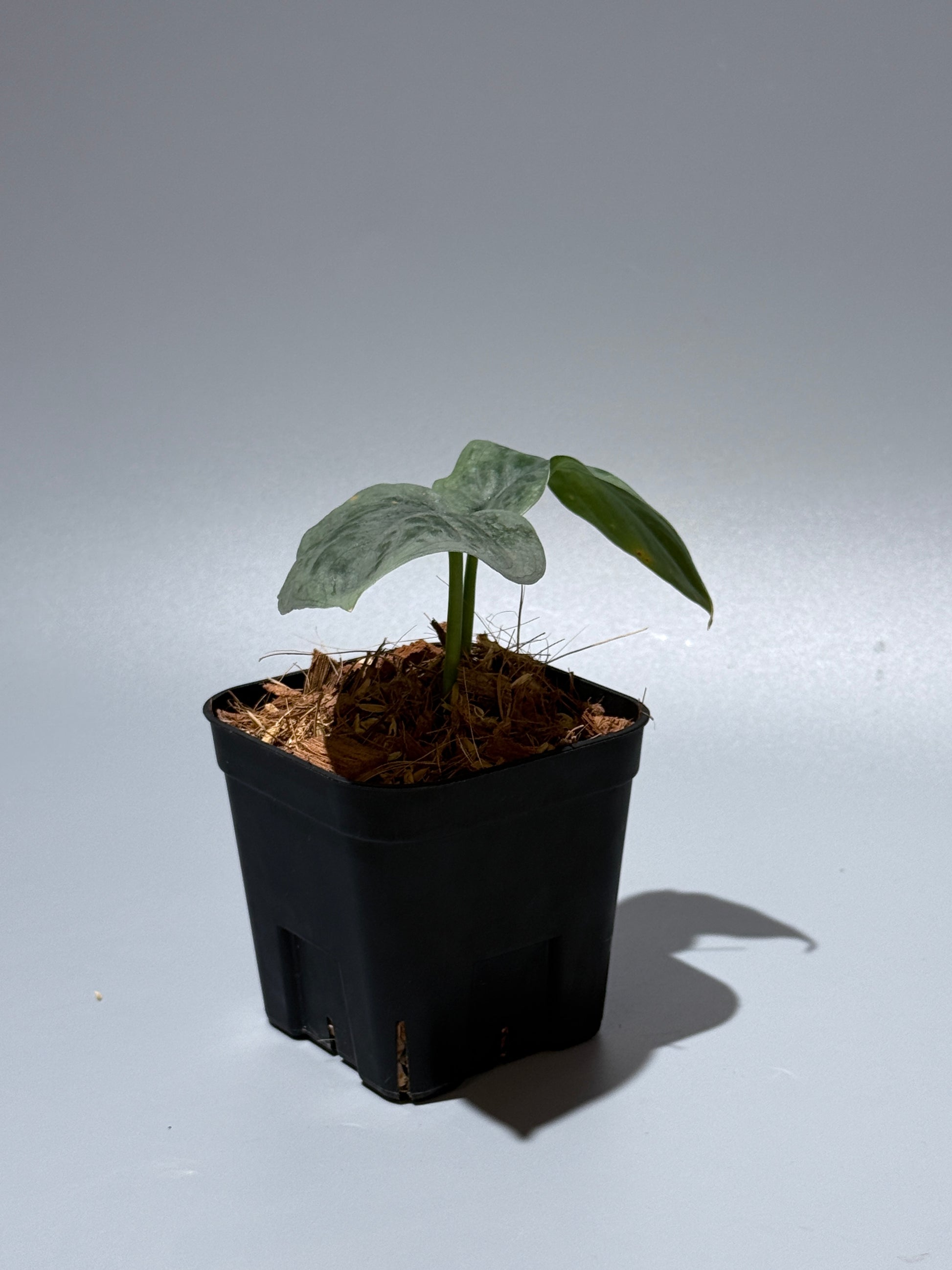 スキンダプサス  タトゥー / Scindapsus Tatoo (2)