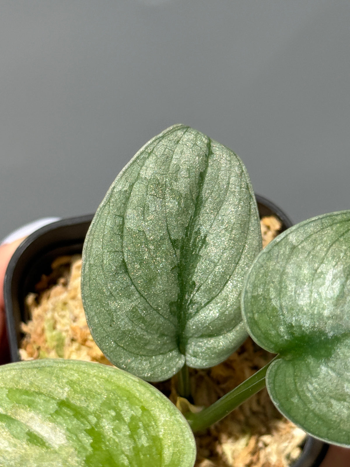 スキンダプサス Sp.バニュマス / Scindapsus Sp.Banyumas (1)