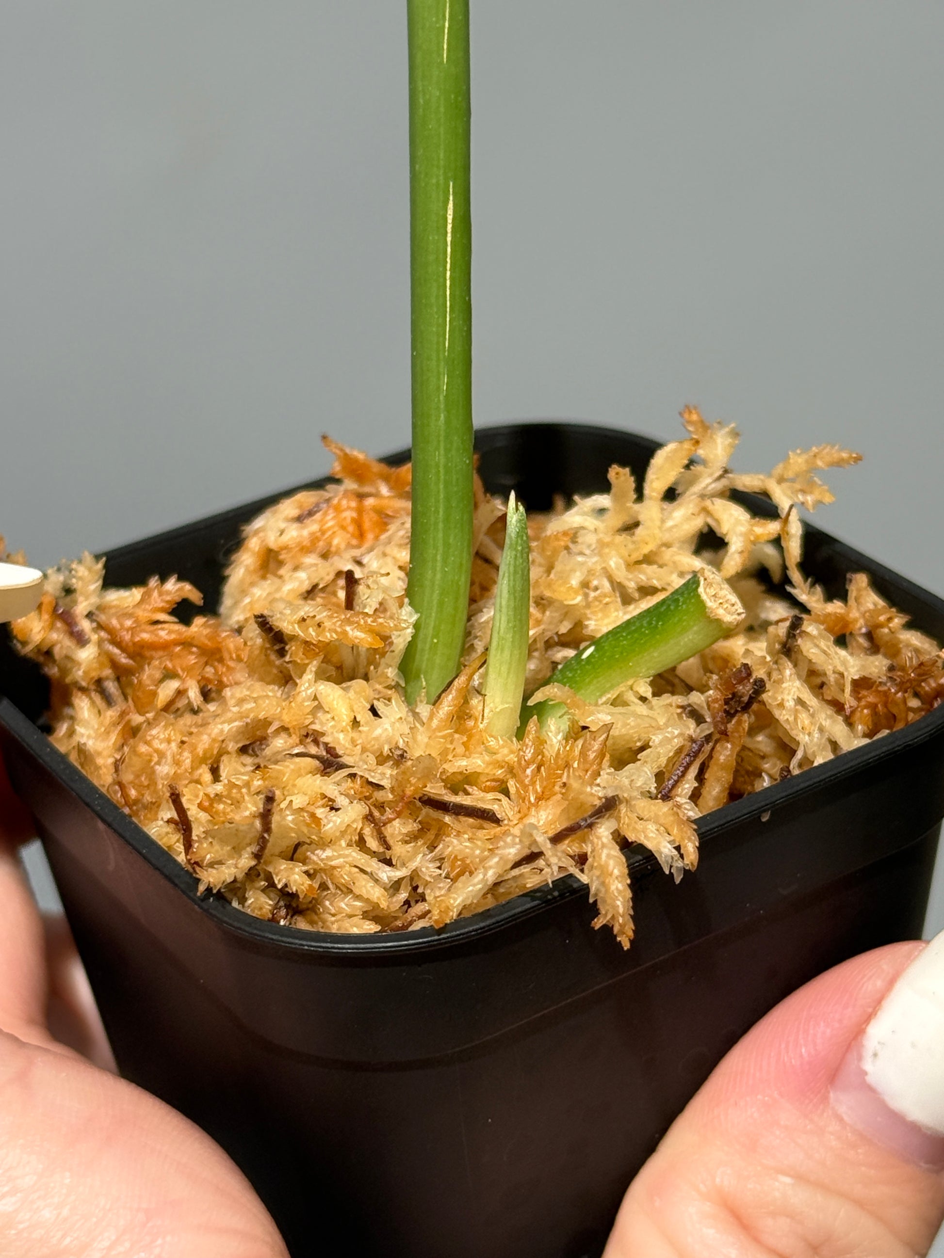 スキンダプサス イバタン  / Scindapsus Ibatan (1)
