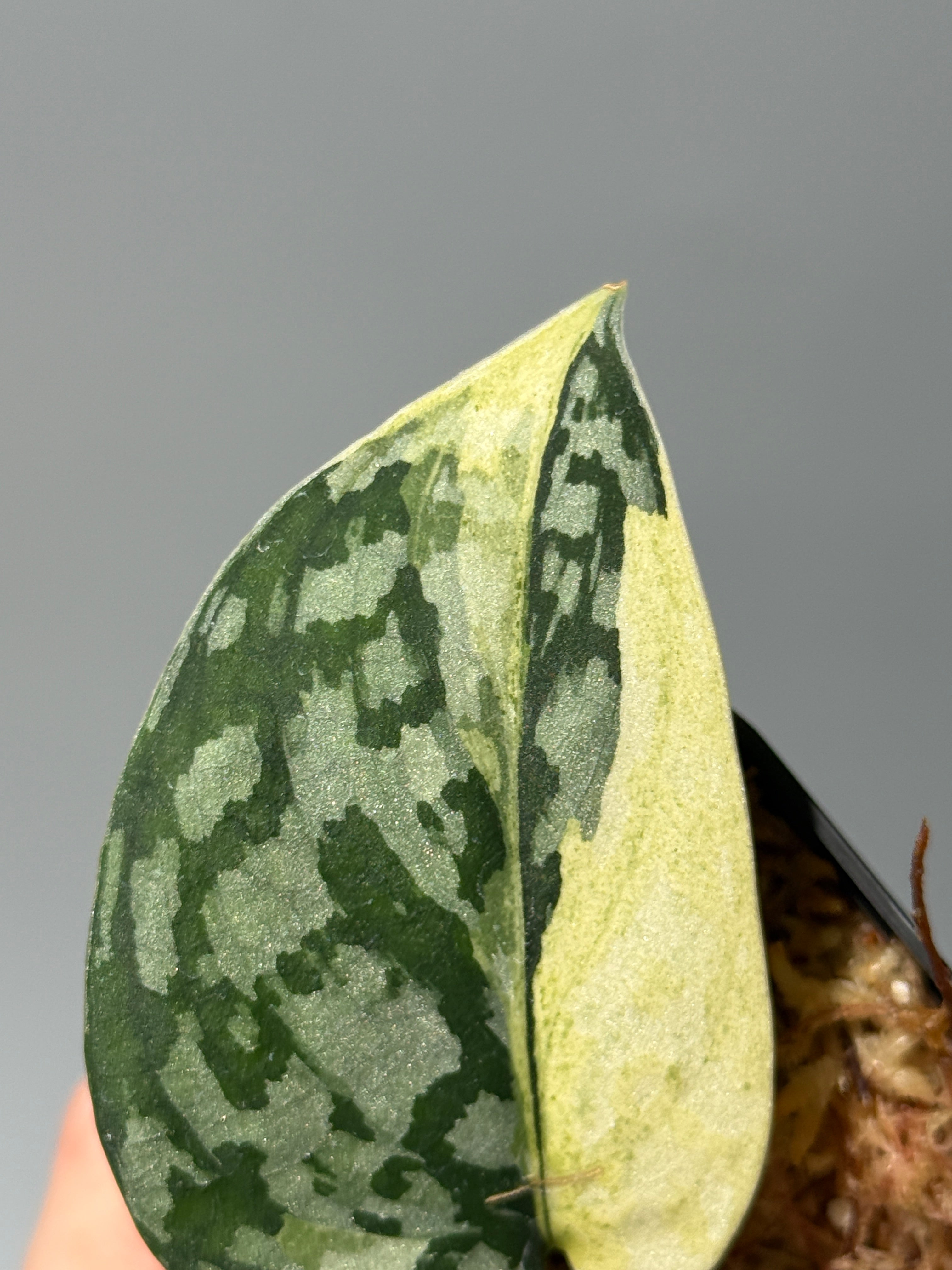 スキンダプサス マハリカ / Scindapsus maharlika (1) – Nakayama-Plants