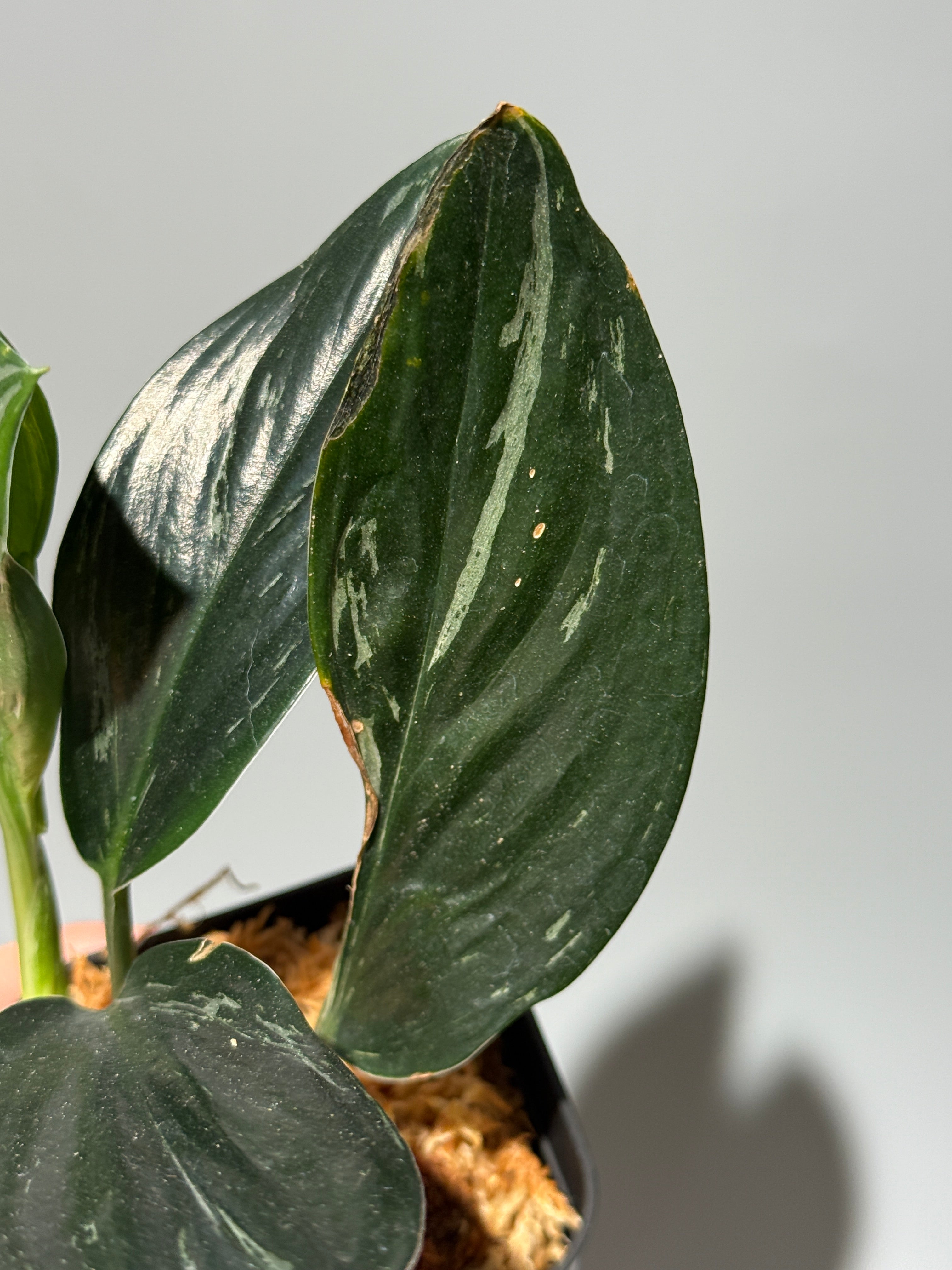 All Plants – Page 2 – Nakayama-Plants