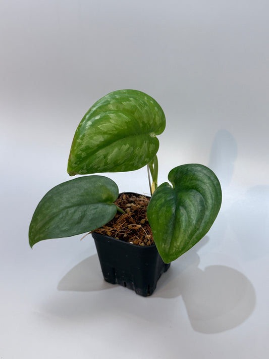 スキンダプサス エキゾチカ グローシ sp.サラワク / Scindapsus exotica glosy sp.serawak (6)