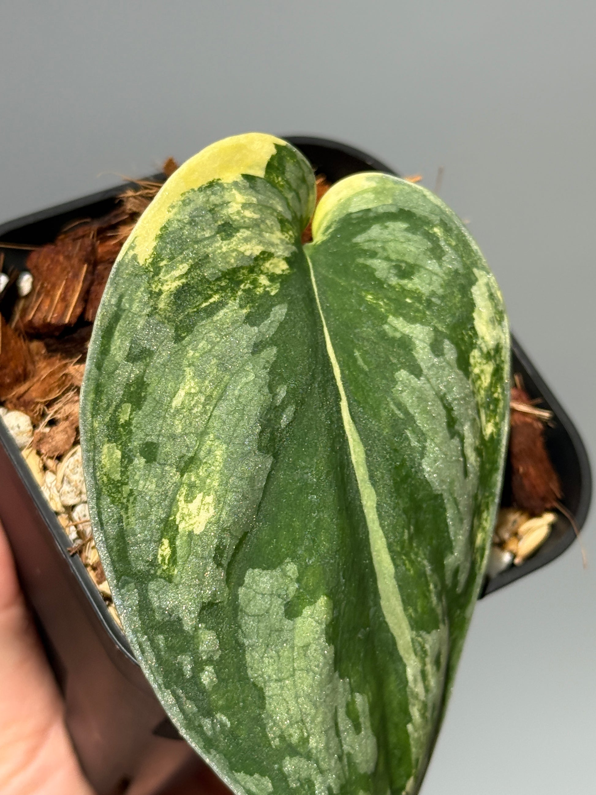 スキンダプサス アンダラス / Scindapsus Andalas (2)