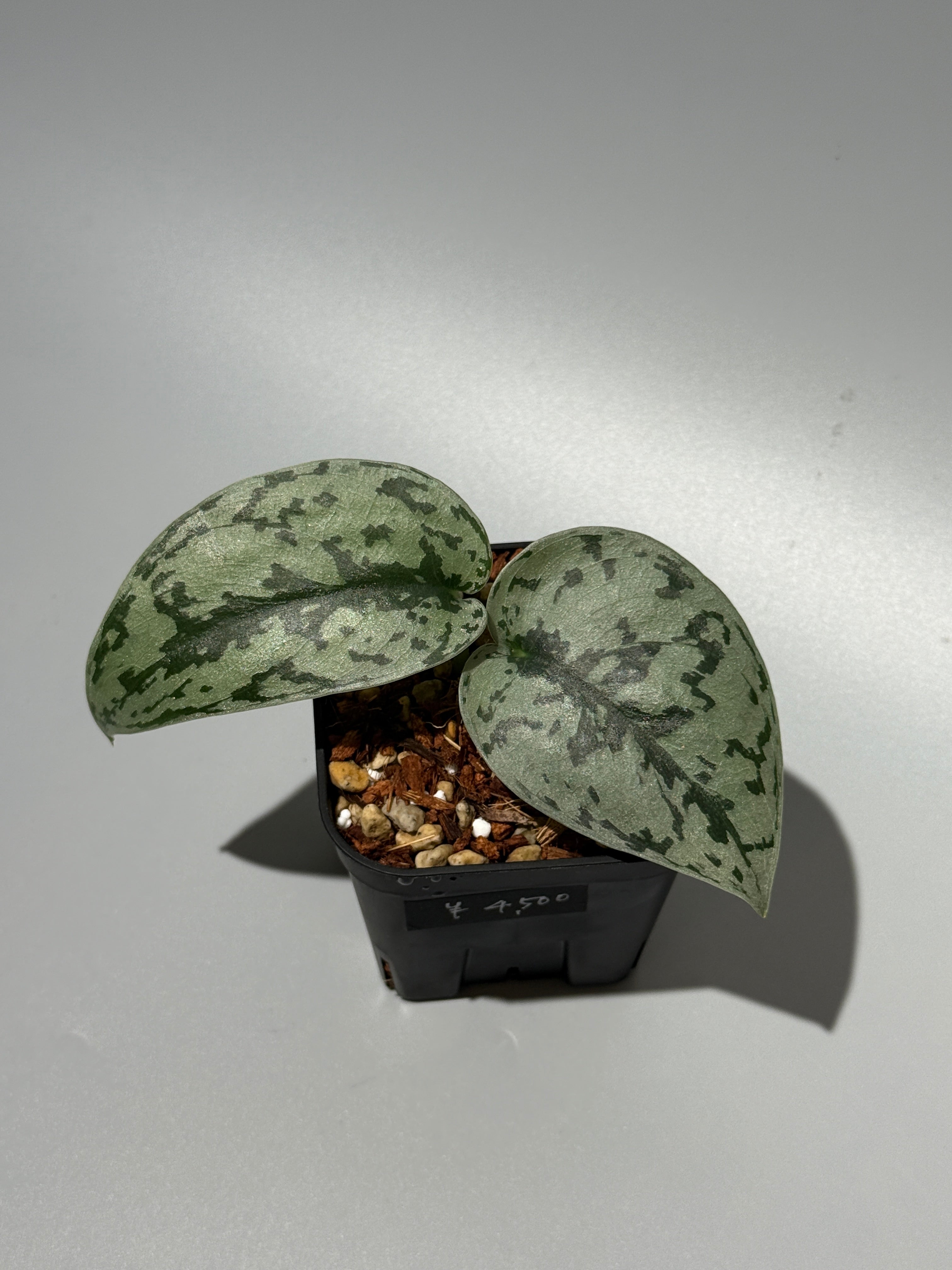 All Plants – Nakayama-Plants