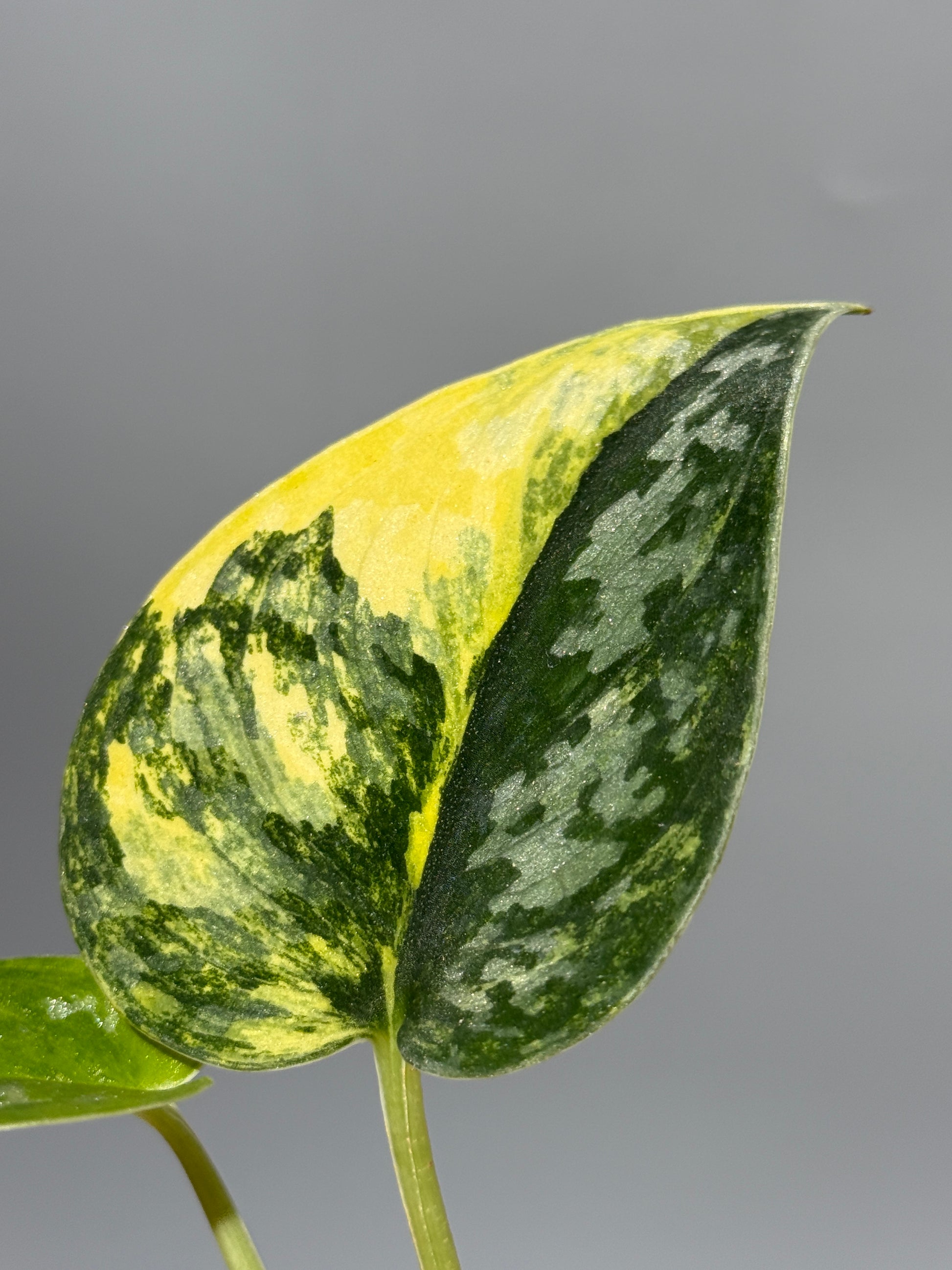 スキンダプサス グリーン ダイヤモンド / Scindapsus Green diamond (2)