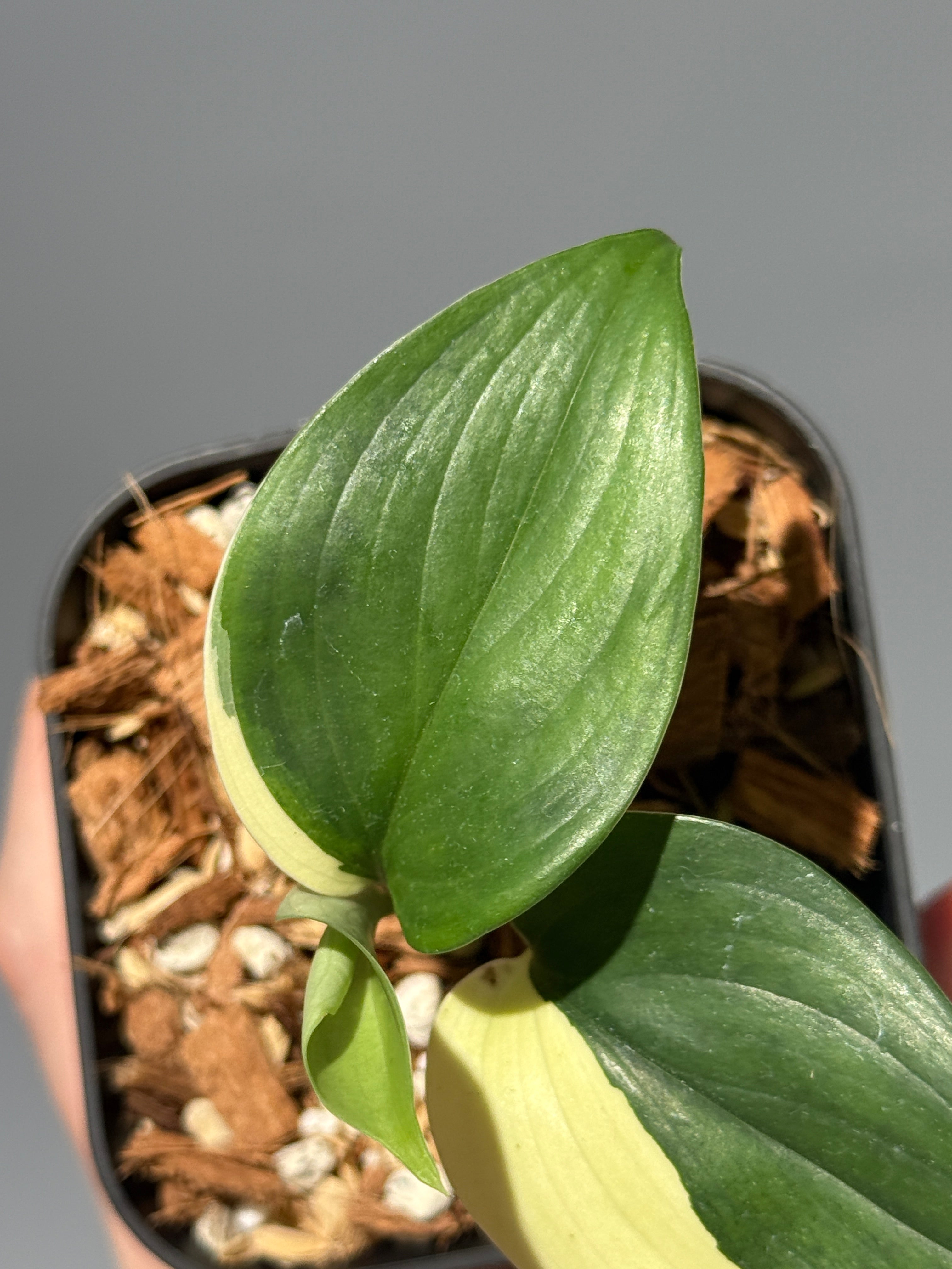 商品 – Page 3 – Nakayama-Plants