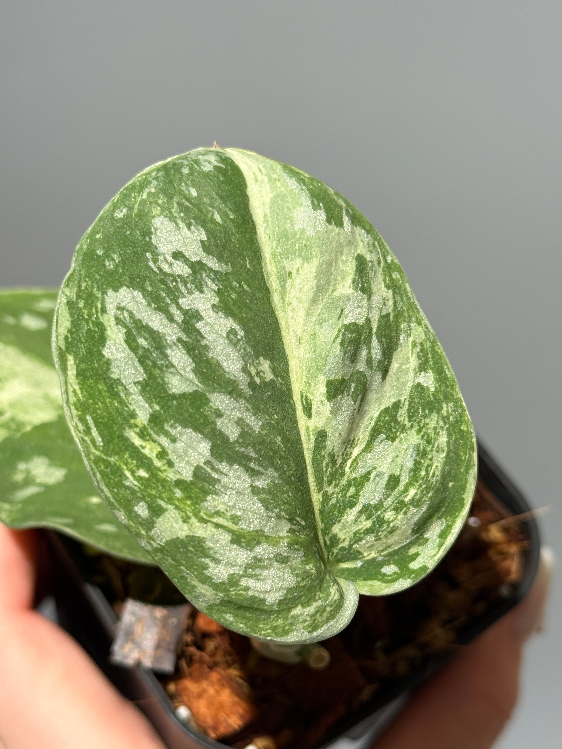 スキンダプサス ホワイトクロコダイル / Scindapsus White crocodile (1)