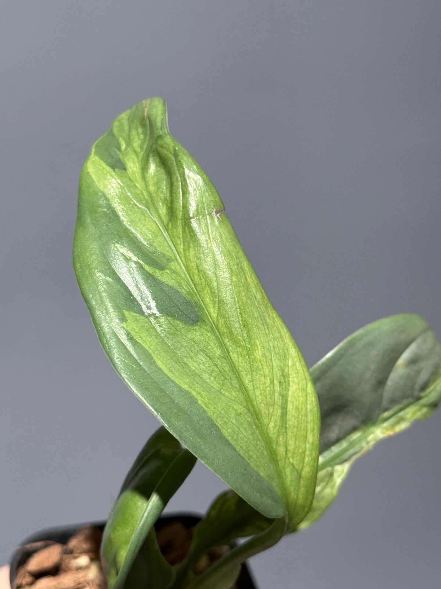 スキンダプサス ペラケンシス ブルーラバ / Scindapsus Perakensis blue lava (1)