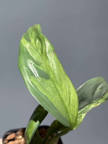 スキンダプサス ペラケンシス ブルーラバ / Scindapsus Perakensis blue lava (1)