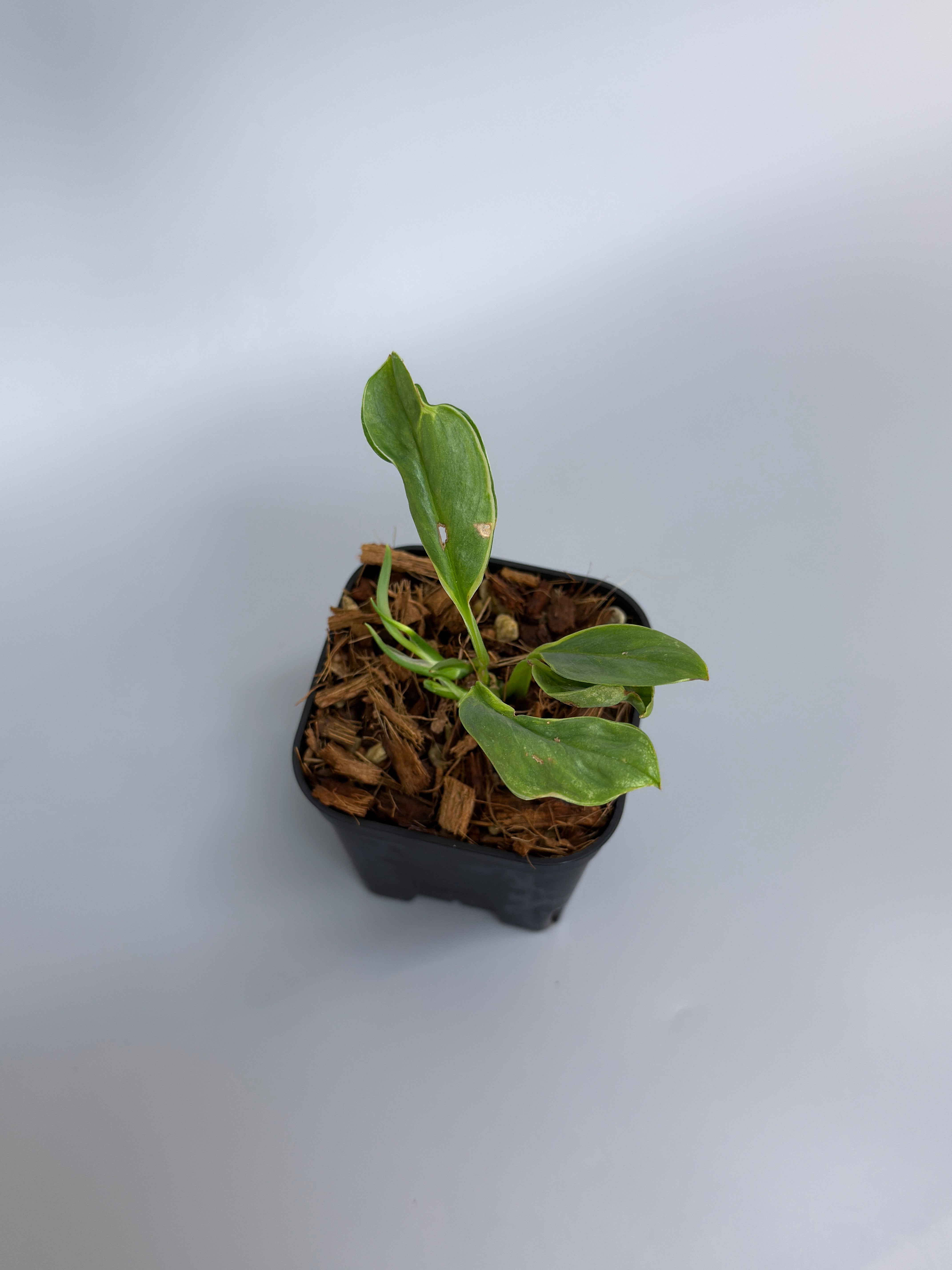 All Plants – Page 2 – Nakayama-Plants