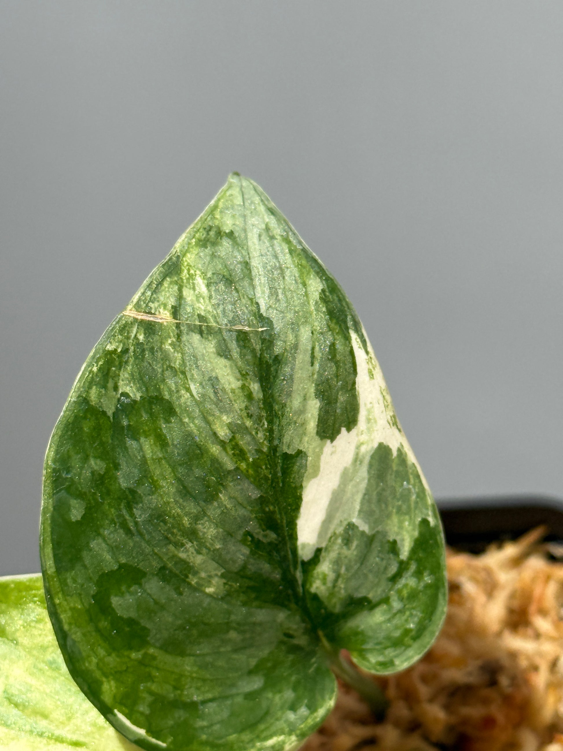 スキンダプサス ブルークラウド トリカラー / Scindapsus Exotica cloud tricolor (1)