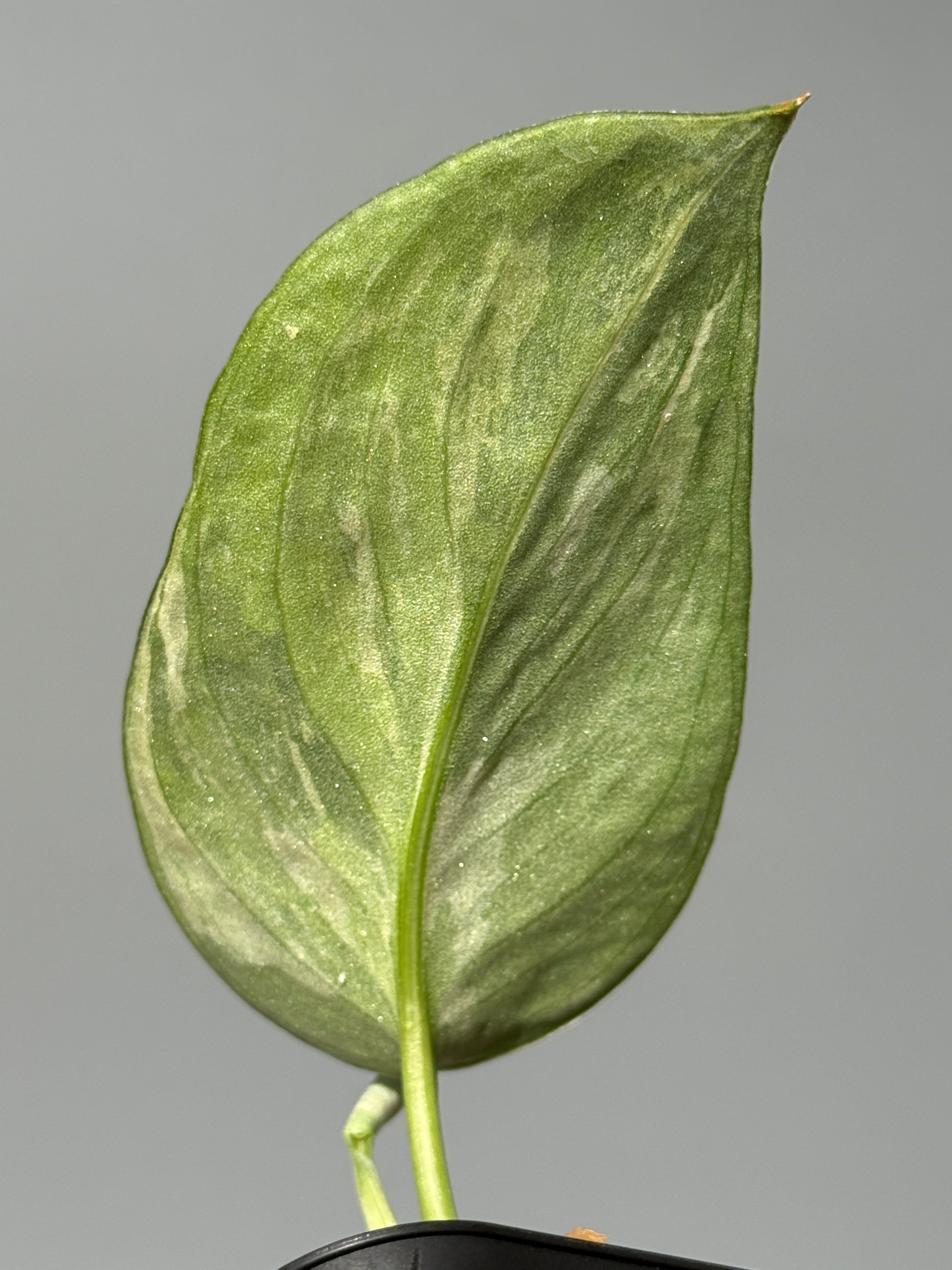 スキンダプサス エキゾチカ サラカ トリカラー  / Scindapsus Exotica salaka toricolor (1)