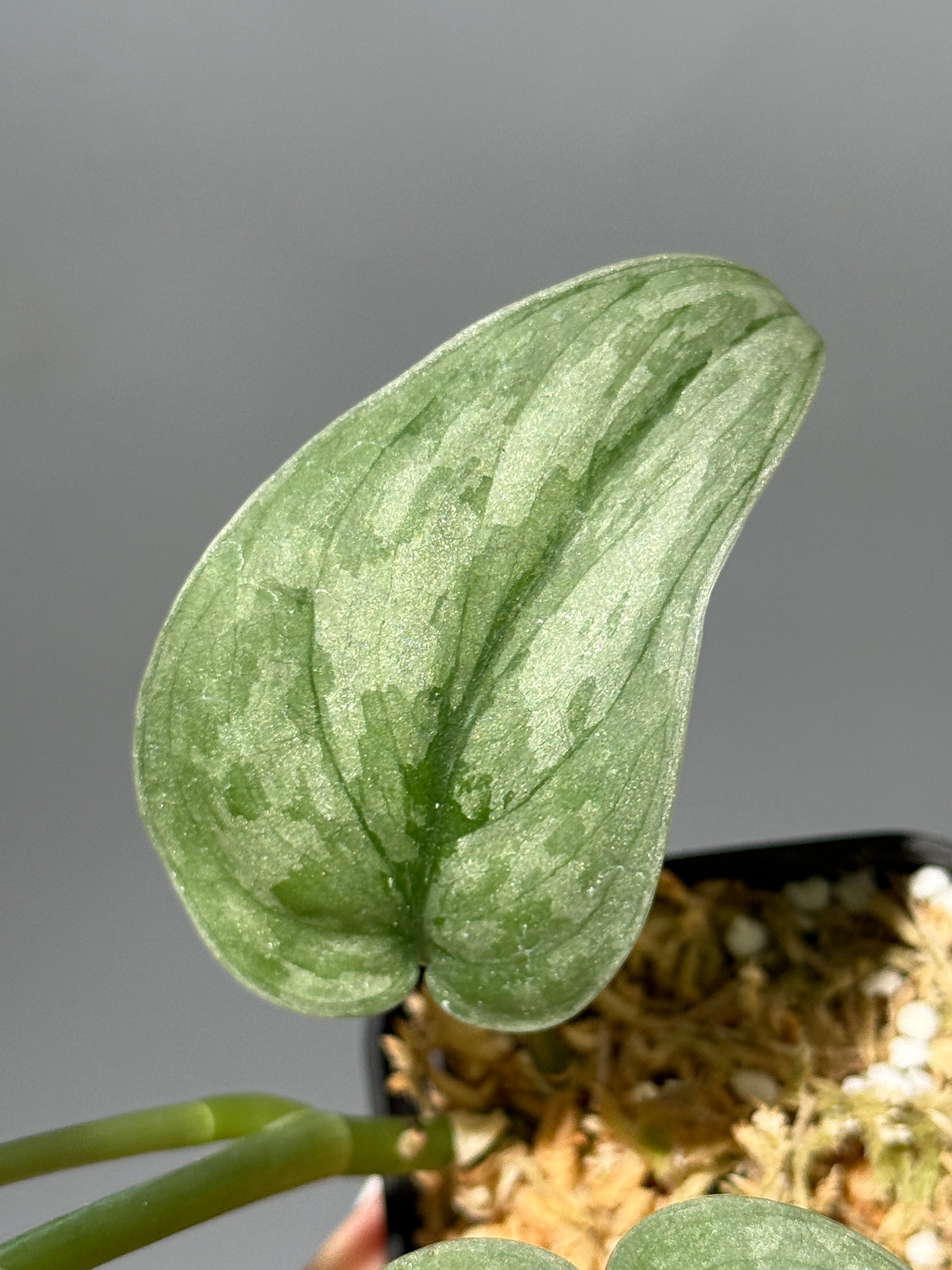 スキンダプサス Sp.バニュマス / Scindapsus Sp.Banyumas (2)