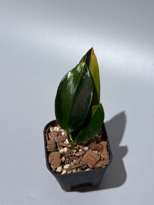 スキンダプサス トゥワイライト / Scindapsus Twilight (2)