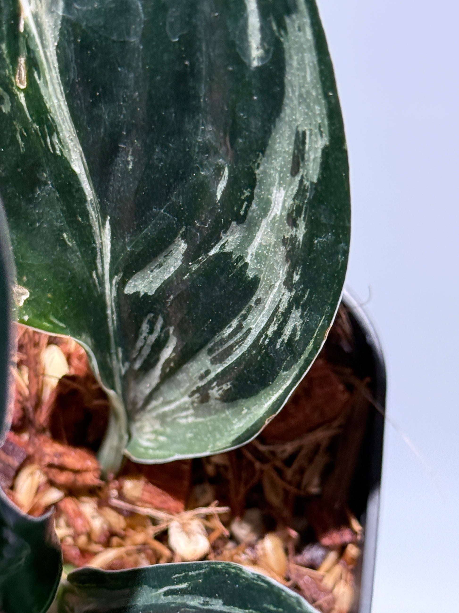 スキンダプサス トレビー ダークフォーム ミューテーション/Scindapsus Treubii darkform mutation (3)