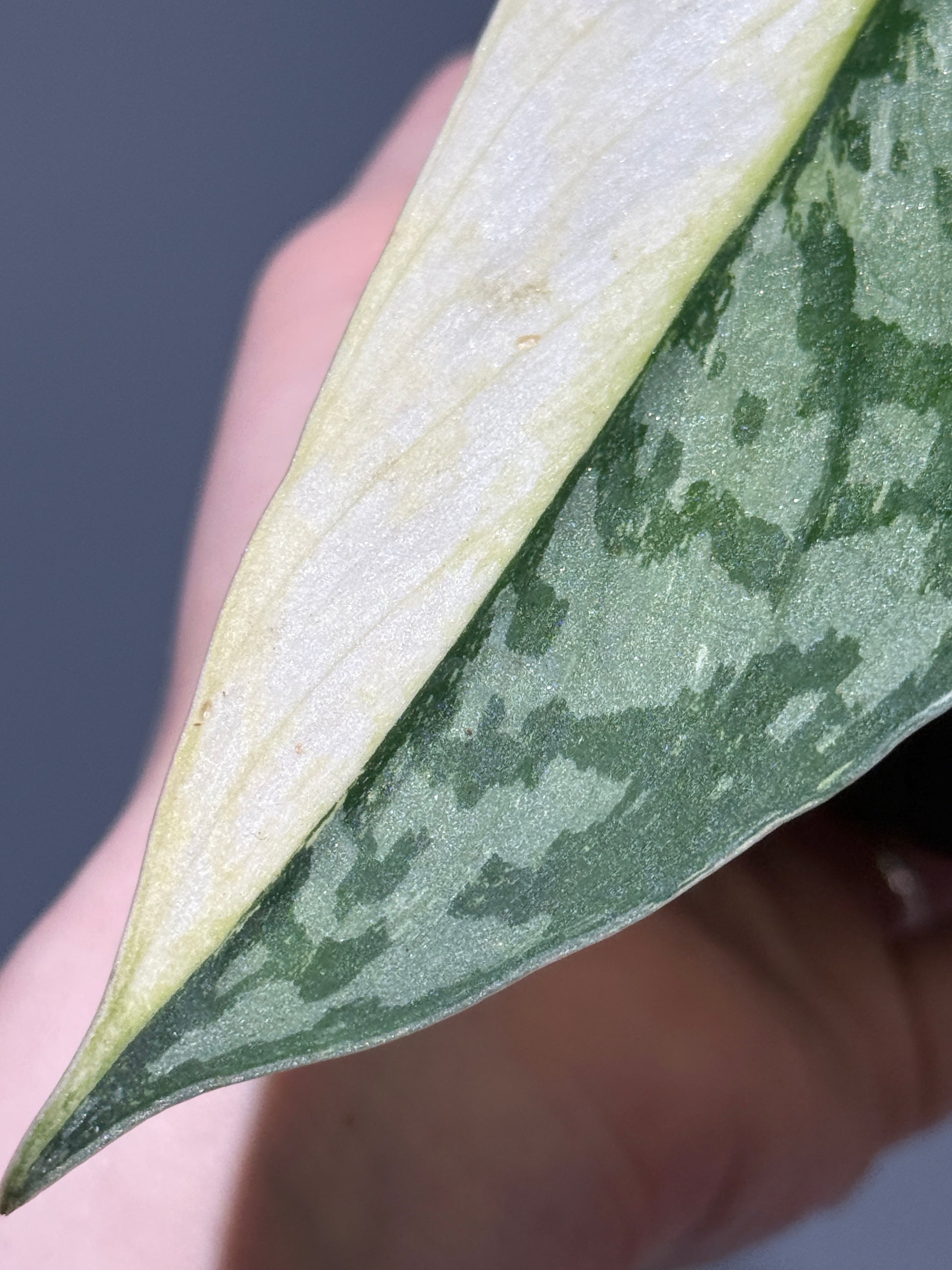 スキンダプサス ラカンビニ / Scindapsus lakambini  (1)