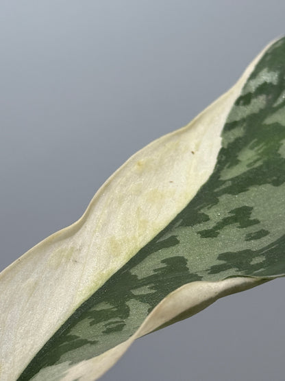 スキンダプサス ラカンビニ / Scindapsus lakambini  (4)