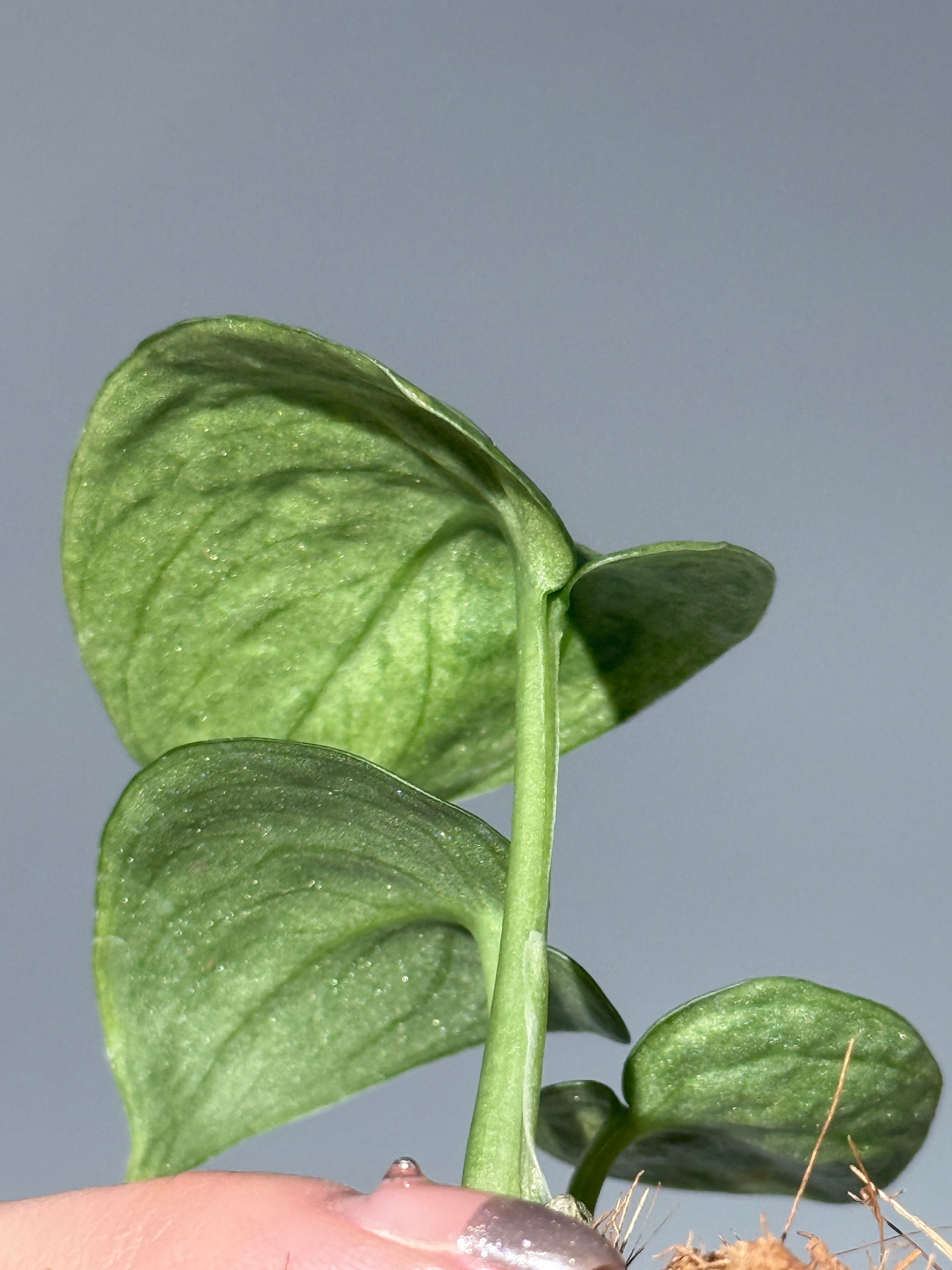 スキンダプサス モヒート / Scindapsus Mojito (1)