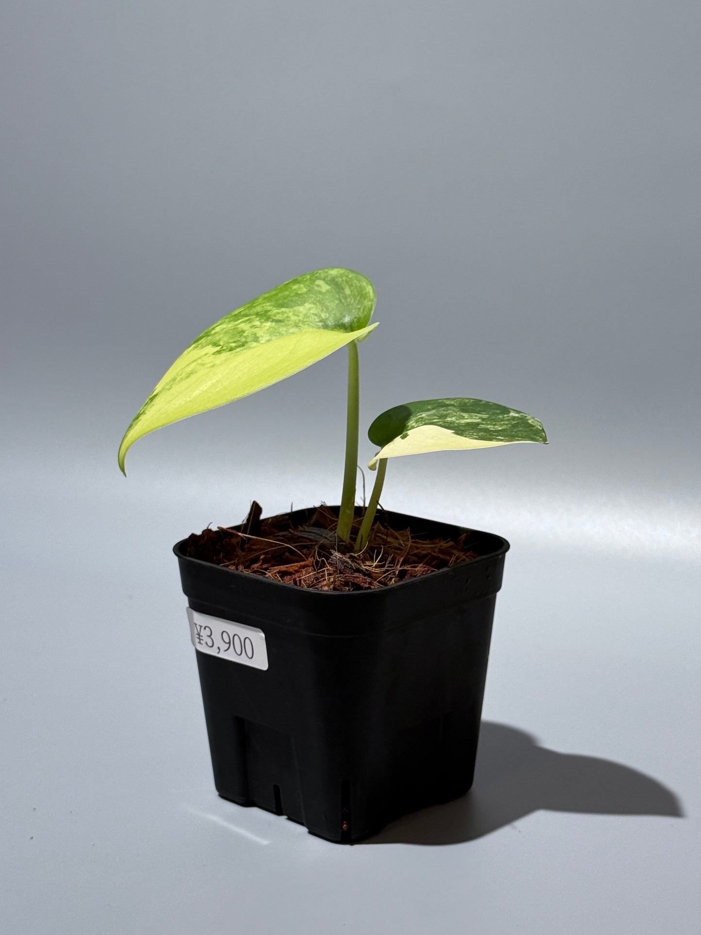 スキンダプサス ジェイドサテン オーレア  / Scindapsus jadesatin aurea (1)