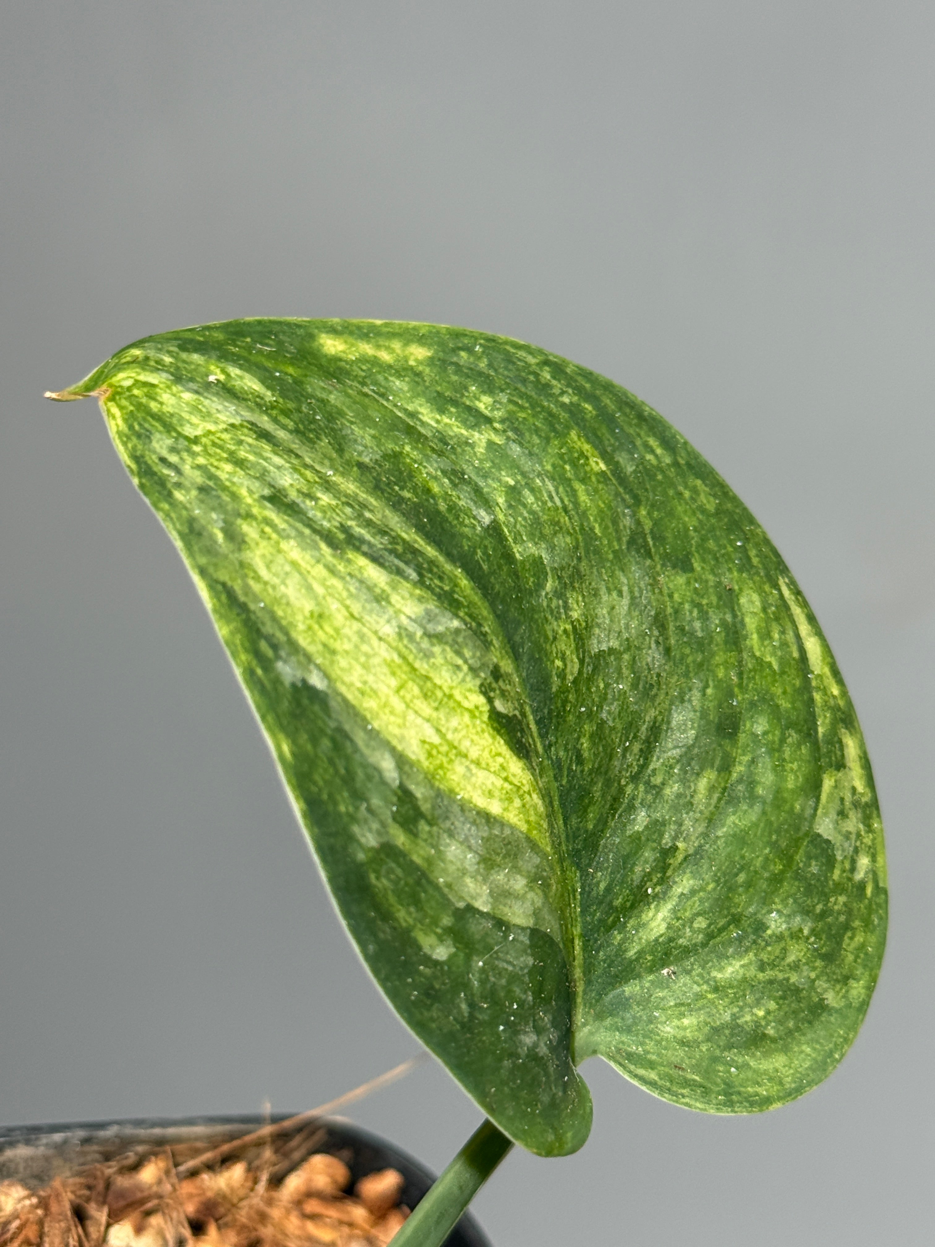 All Plants – Nakayama-Plants