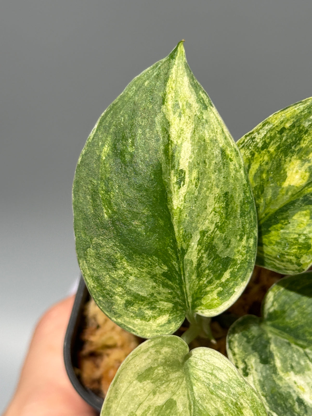 スキンダプサス シリワンギ トリカラー  / Scindapsus Siliwangi tricolor (1)