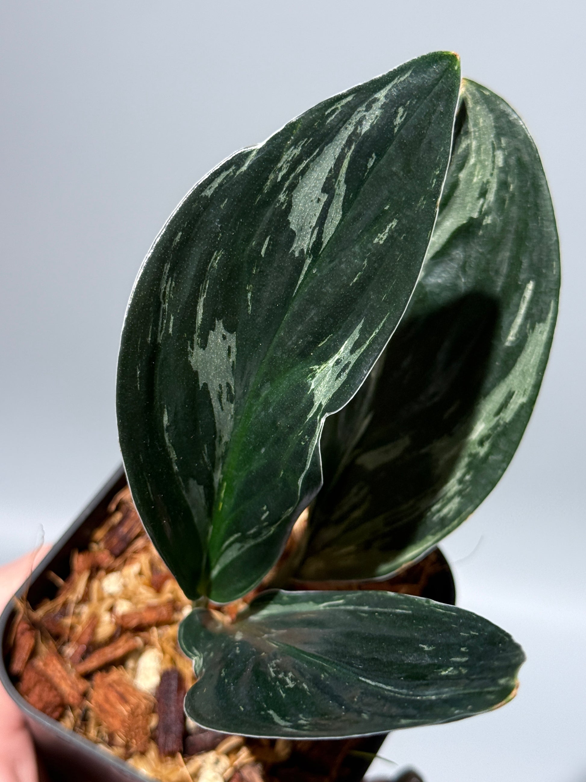 スキンダプサス トレビー ダークフォーム ミューテーション/Scindapsus Treubii darkform mutation (3)