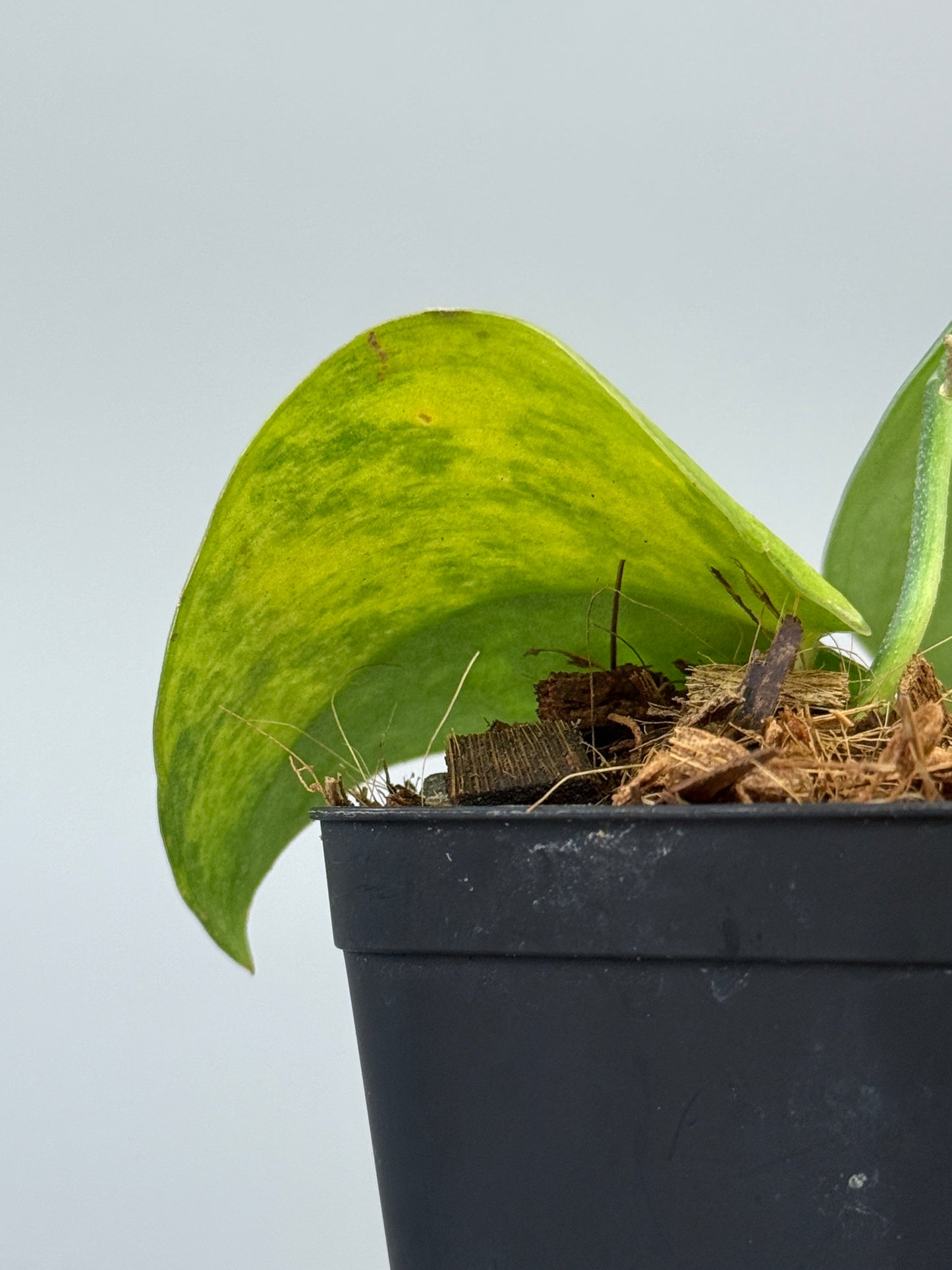 スキンダプサス ファンタジー / Scindapsus Fantasy (1)