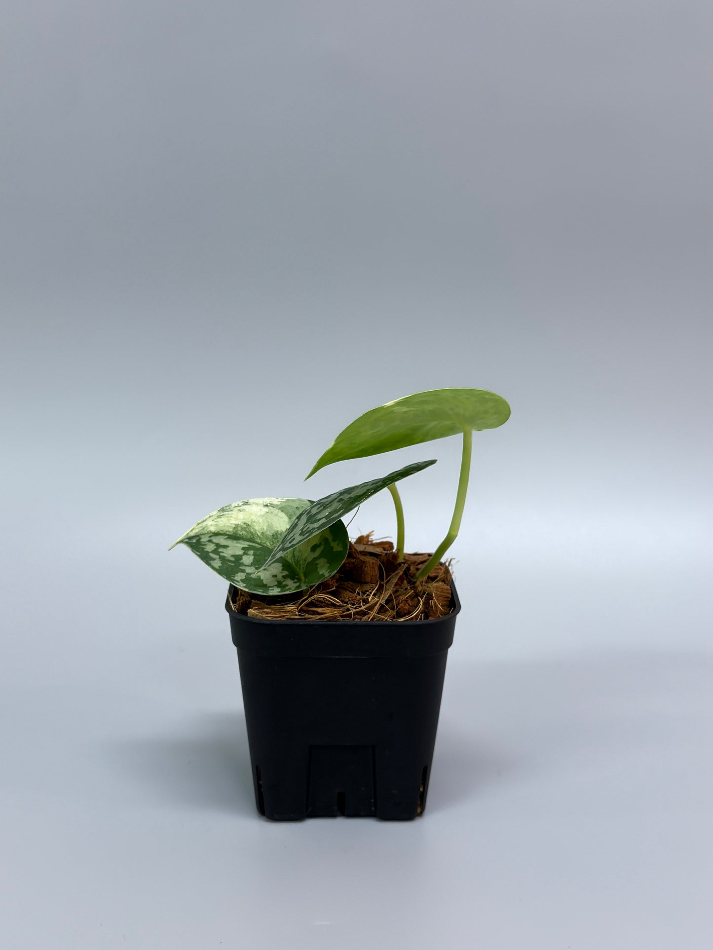 スキンダプサス マヤリ / Scindapsus mayari (3)