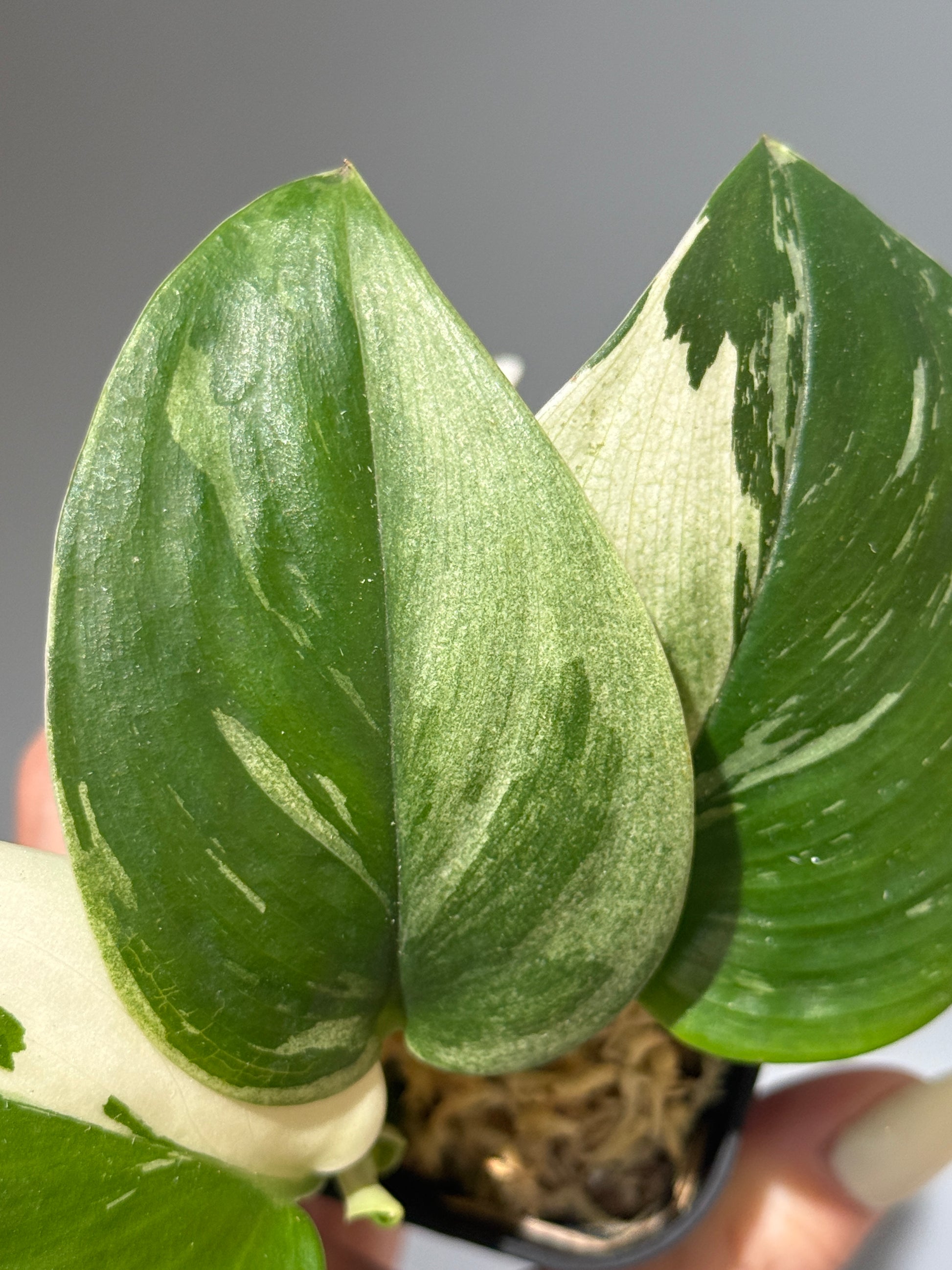 スキンダプサス トレビー ムーンライト 斑入り  / Scindapsus treubii moonlight var. (1)
