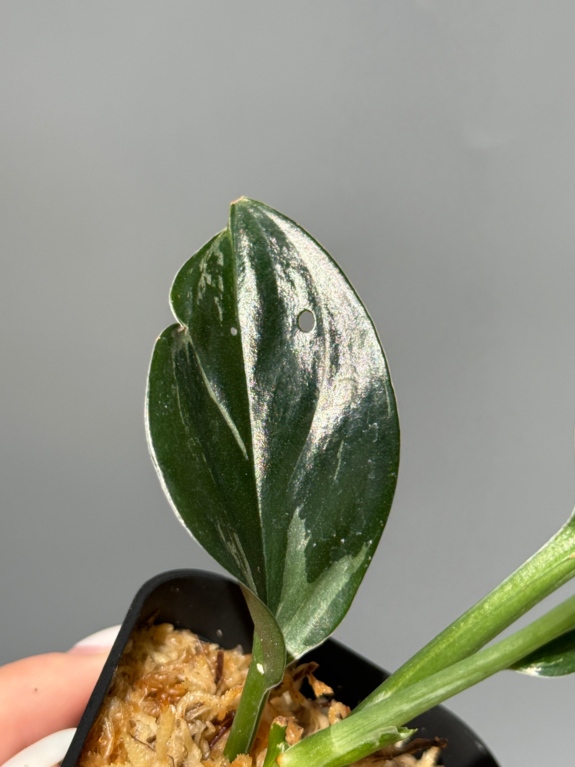 スキンダプサス トレビー ダークフォーム ミューテーション/Scindapsus Treubii darkform mutation (1)