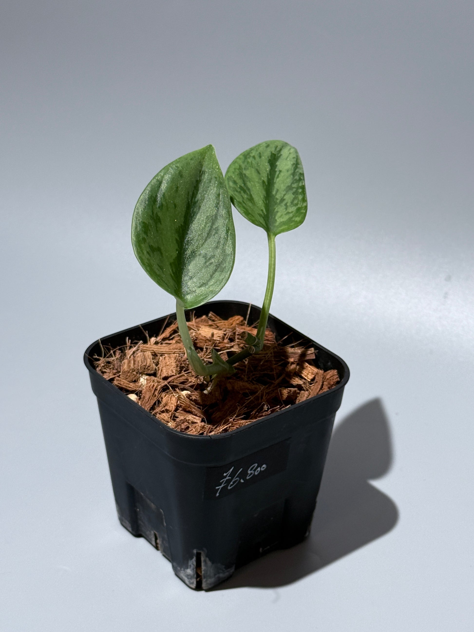 スキンダプサス グリーン アーミー / Scindapsus Green army (1)