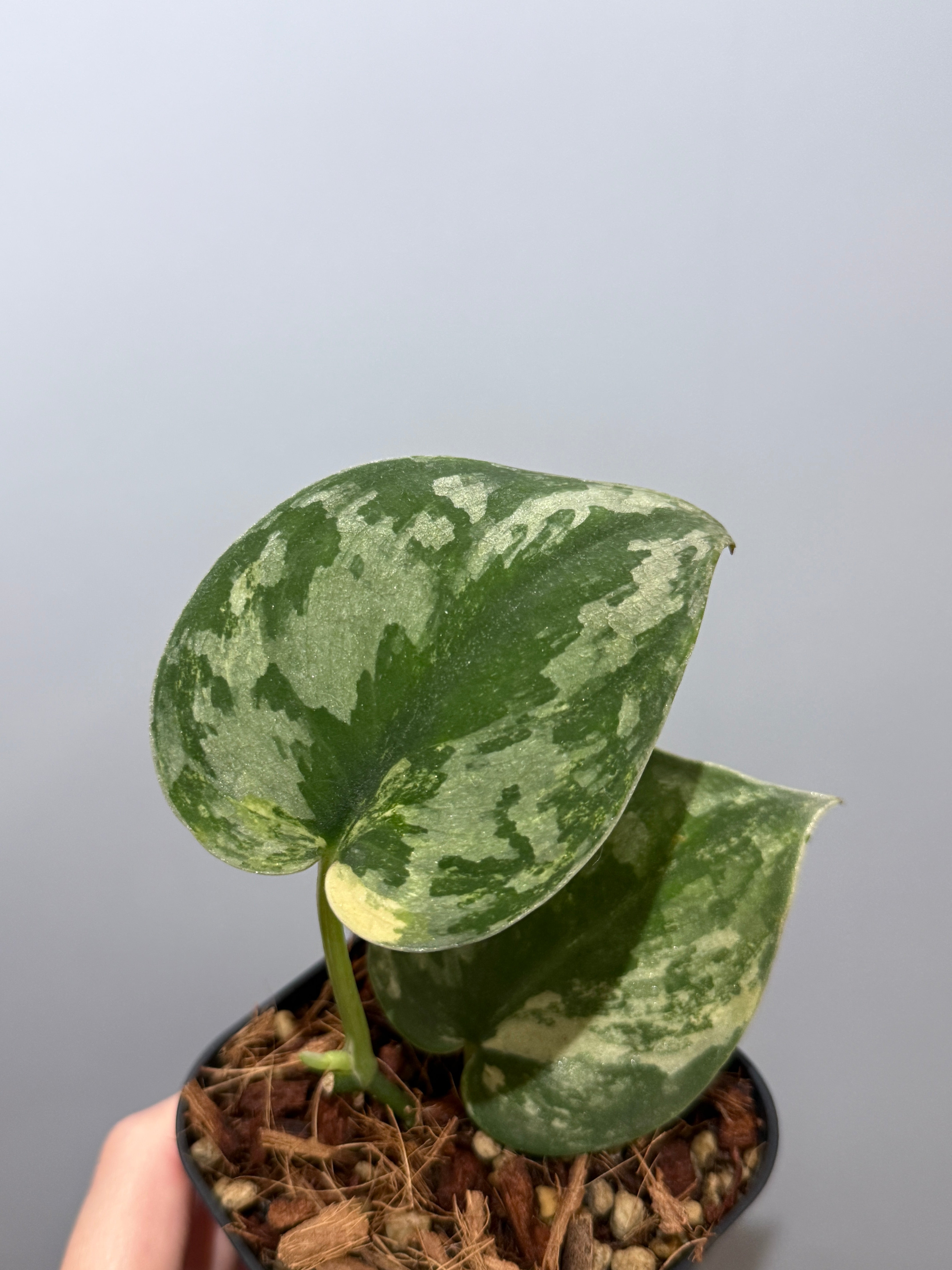 スキンダプサス バクダパティ斑入り アポラキのおまけ付き　F1 スキンダプサス バクダパティ斑入り アポラキのおまけ付き F1