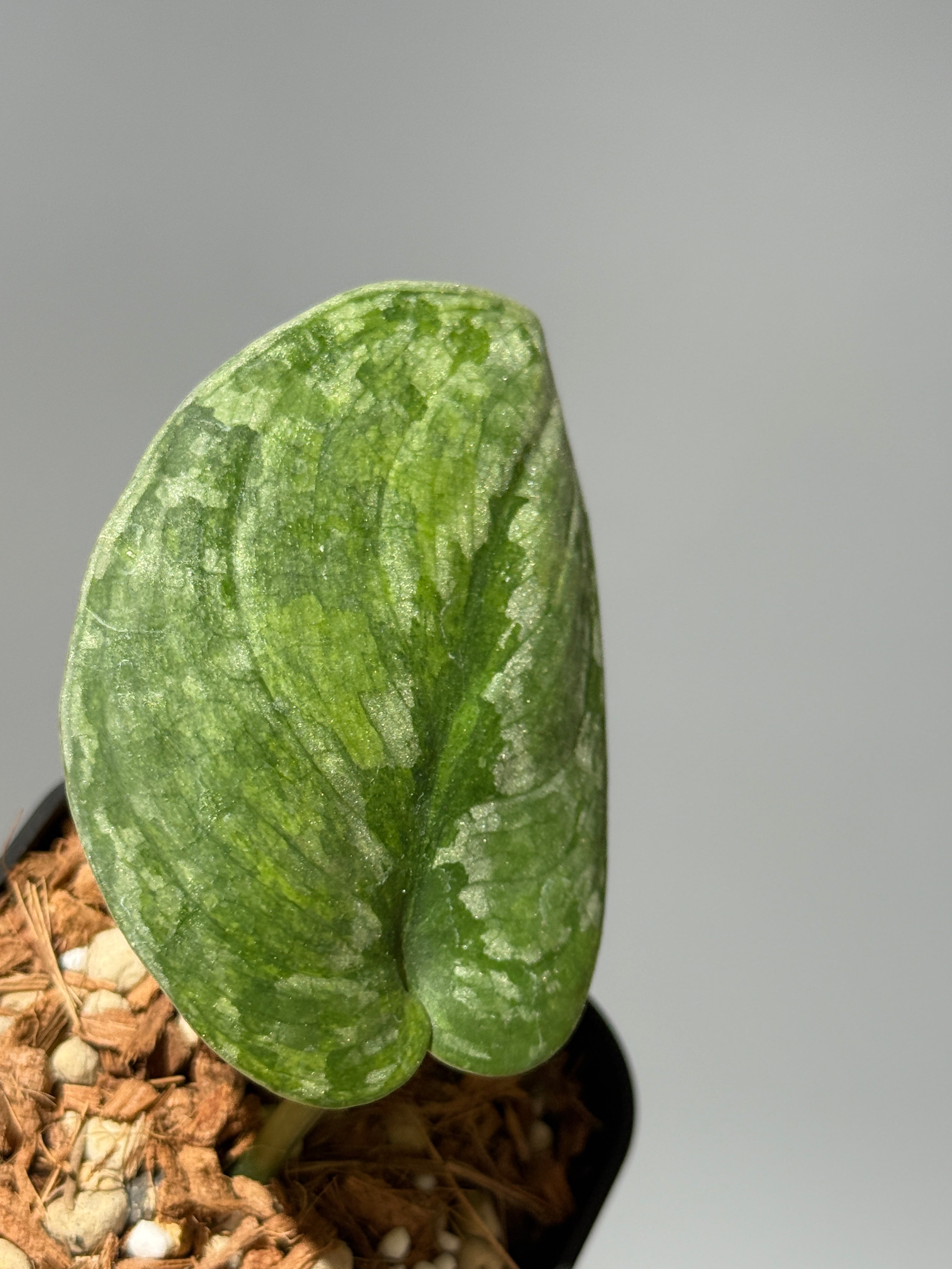 Nakayama Plants公式オンラインストア｜スキンダプサス専門店