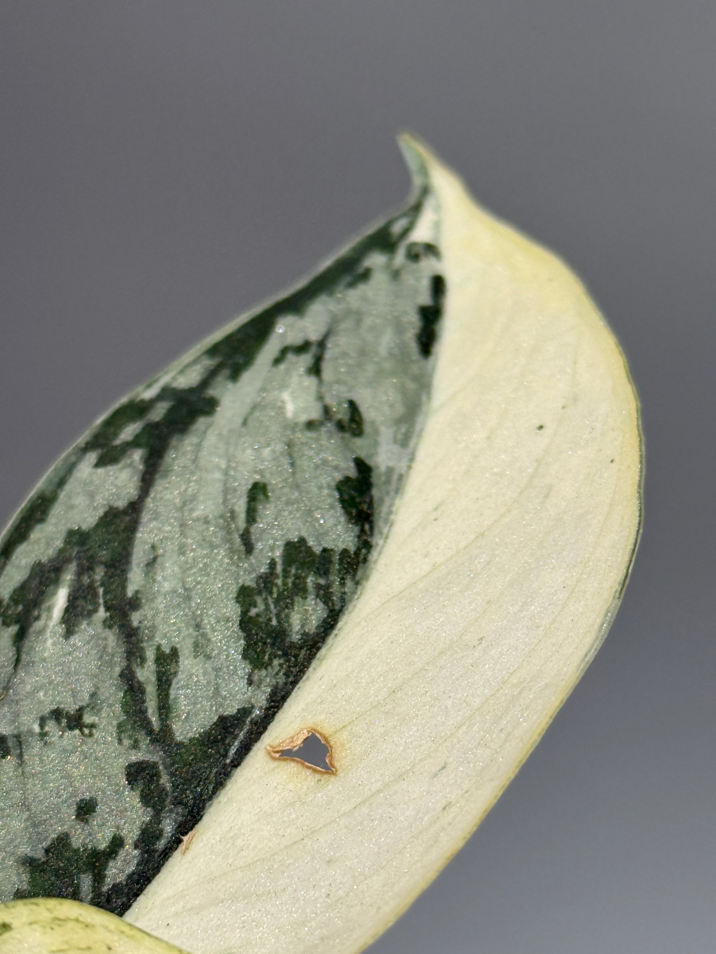 スキンダプサス マリポーサ / Scindapsus Mariposa(1) – Nakayama-Plants