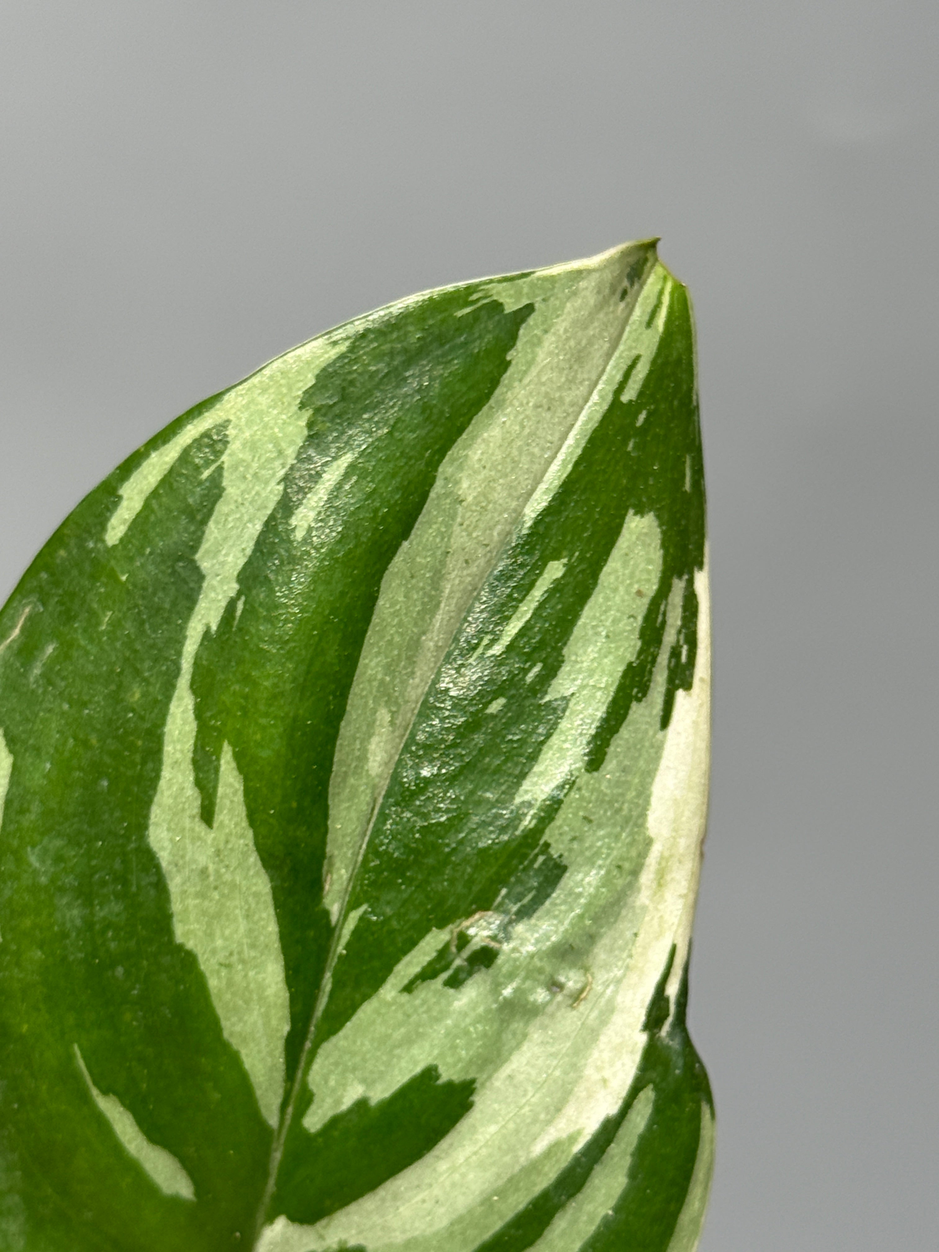 All Plants – Nakayama-Plants