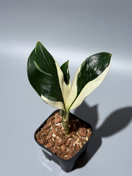 スキンダプサス トレビー  アルボ ミューテーション /Scindapsus Treubii albo mutation (1)