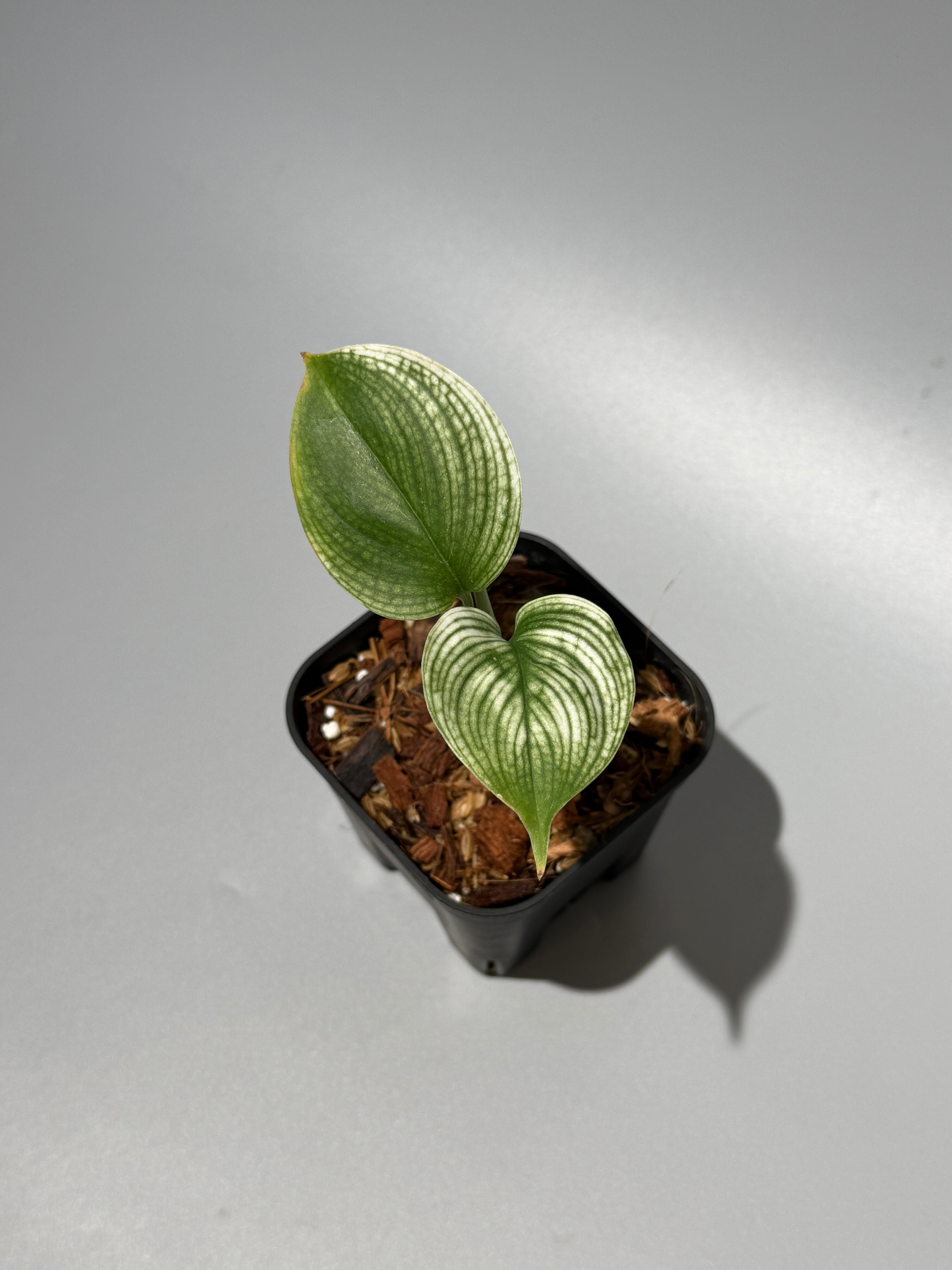 商品 – Page 3 – Nakayama-Plants
