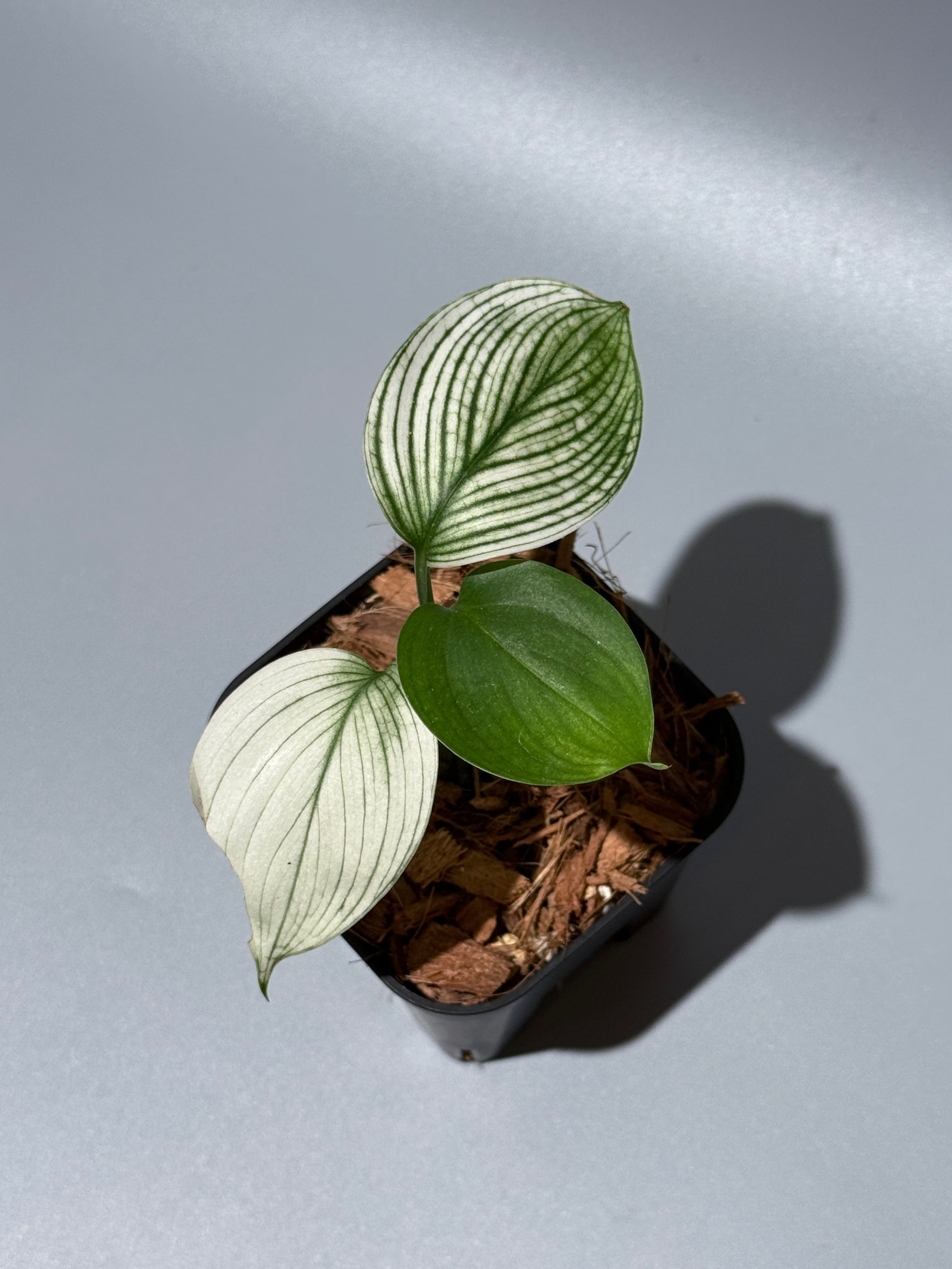 All Plants – Page 2 – Nakayama-Plants