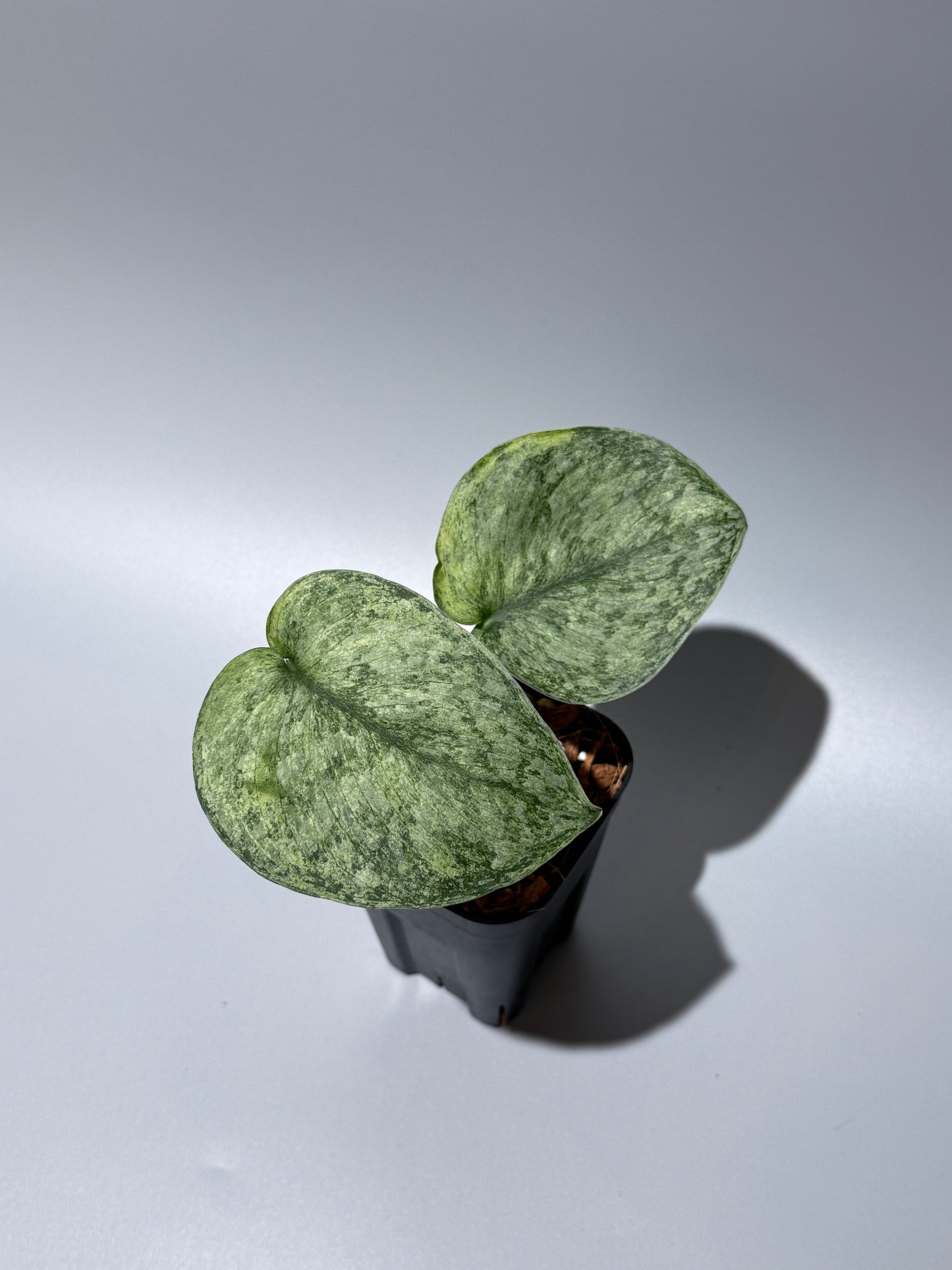 スキンダプサス エキゾチカ マーブル sp.バニュマス / Scindapsus exotica marble sp.Banyumas (1)