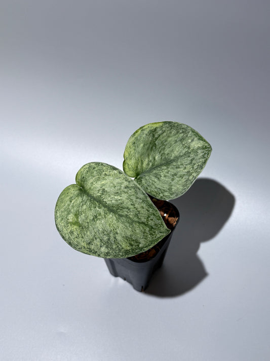 スキンダプサス エキゾチカ マーブル sp.バニュマス / Scindapsus exotica marble sp.Banyumas (1)