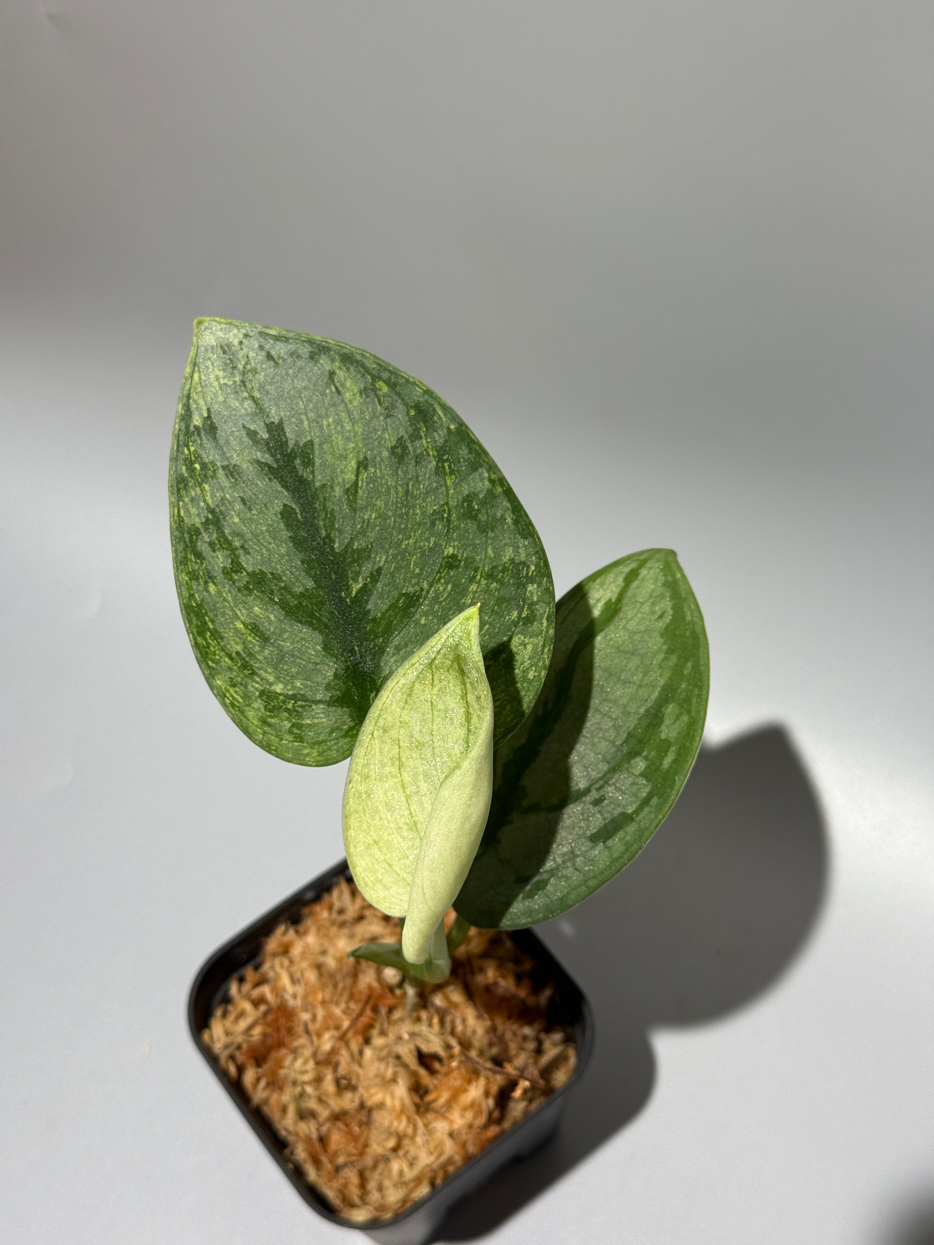 スキンダプサス　エキゾチカホログラム　ミューテーション　大株 スキンダプサス エキゾチカ ホログラム / Scindapsus Exotica hologram