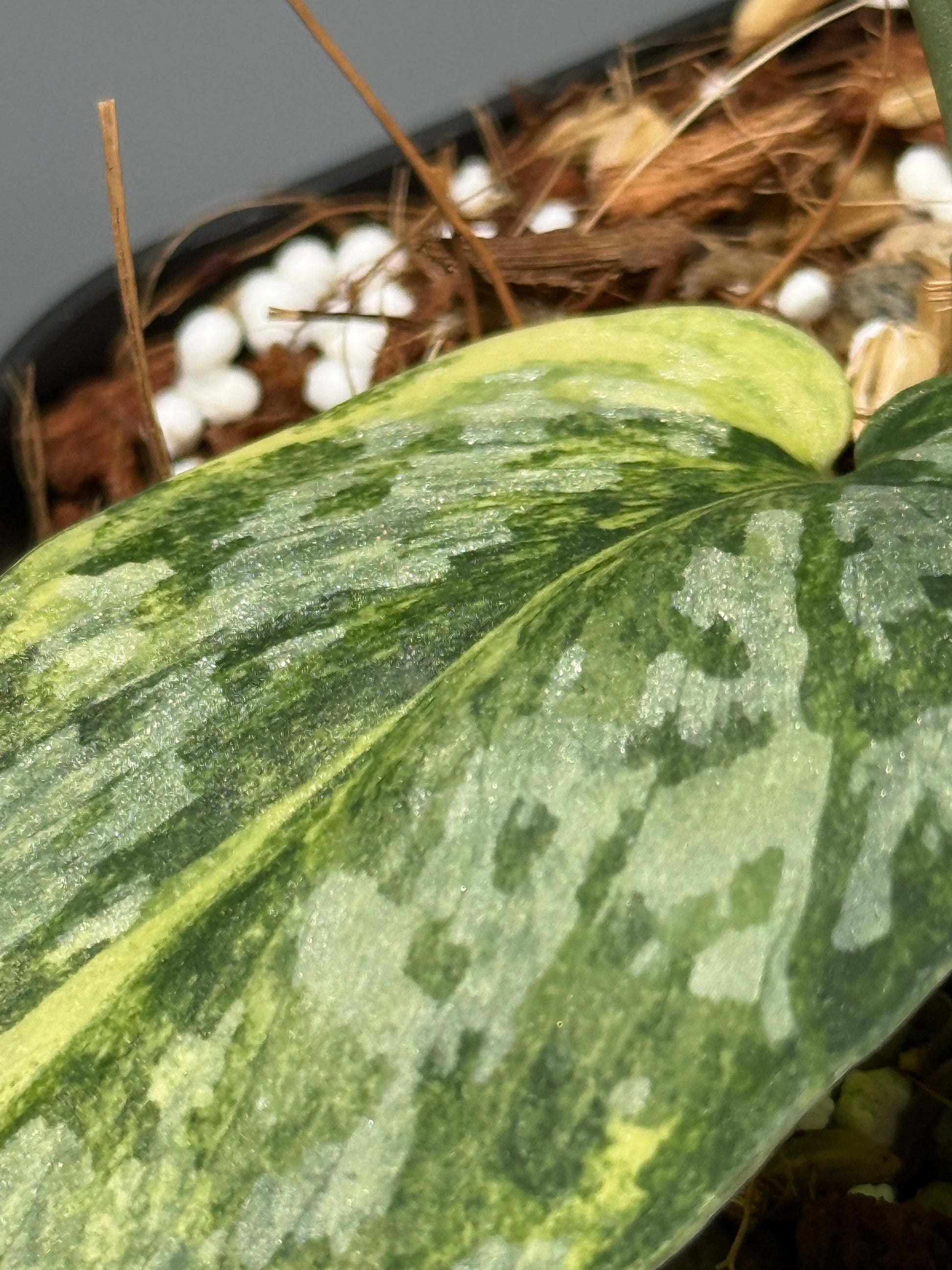 スキンダプサス ラジャタプラ  / Scindapsus Rajatapura (2)