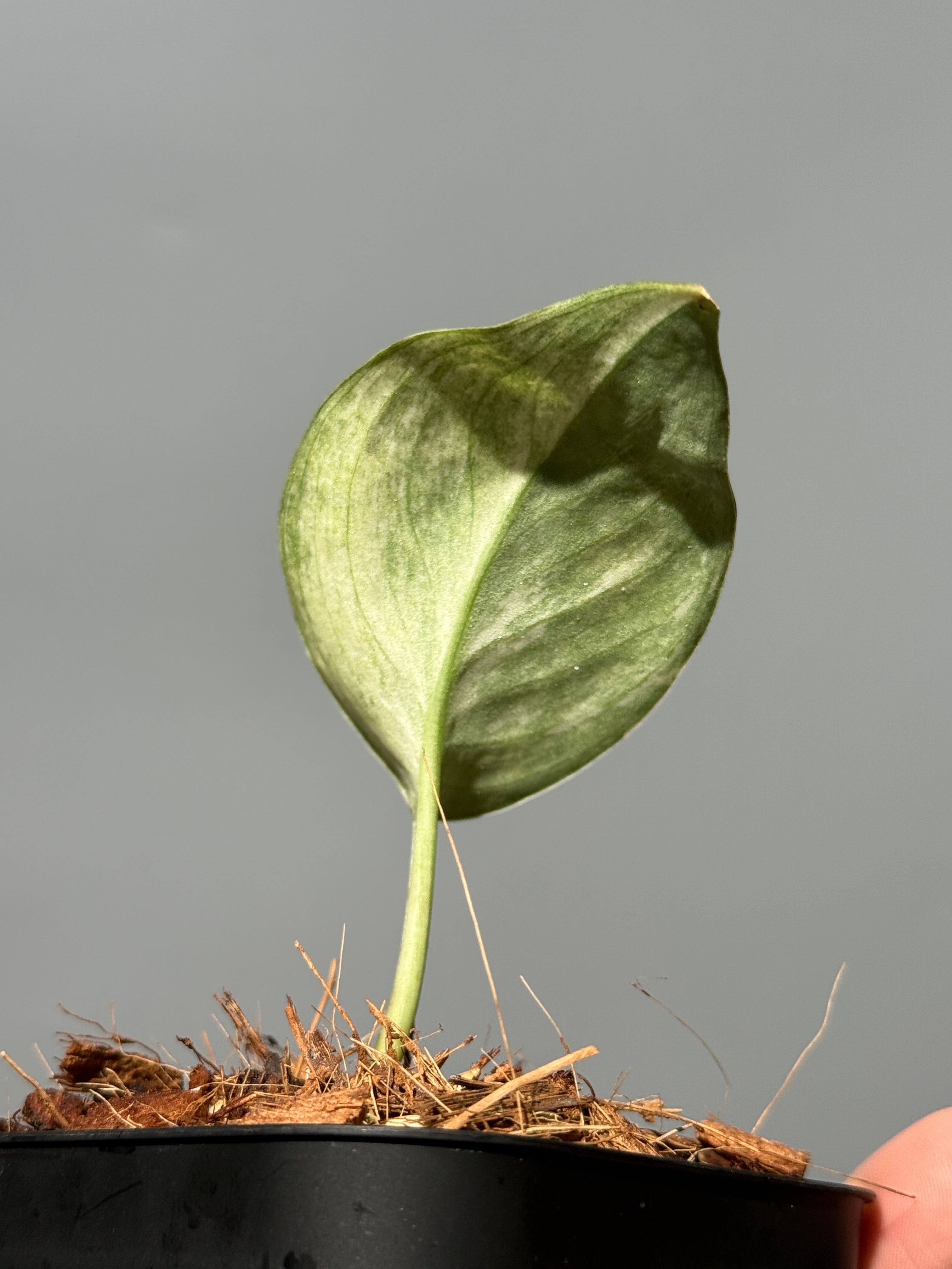スキンダプサス センバダ / Scindapsus Sembada (2) – Nakayama-Plants